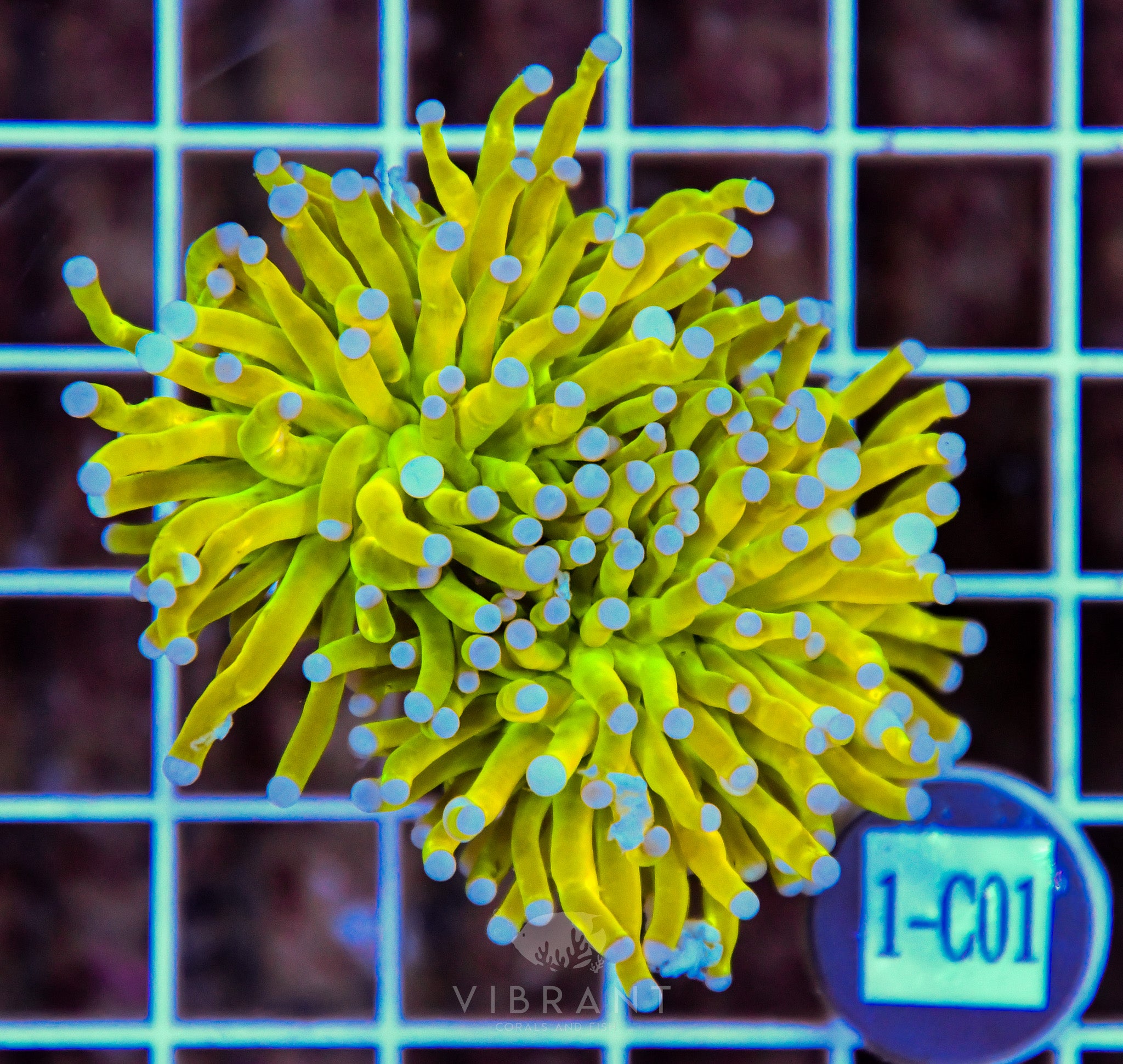 Torch Banana INDO W
