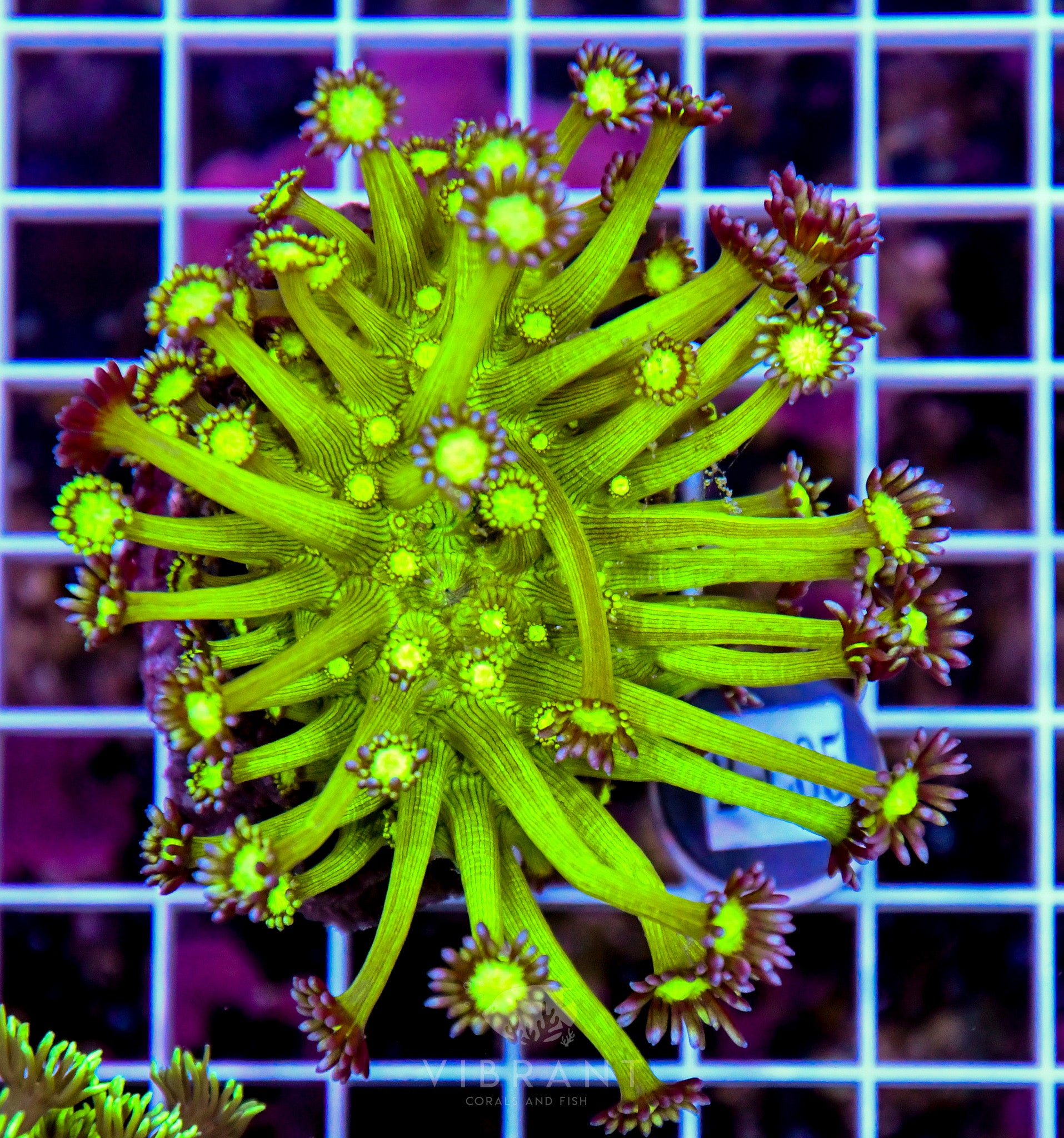 Goniopora INDO