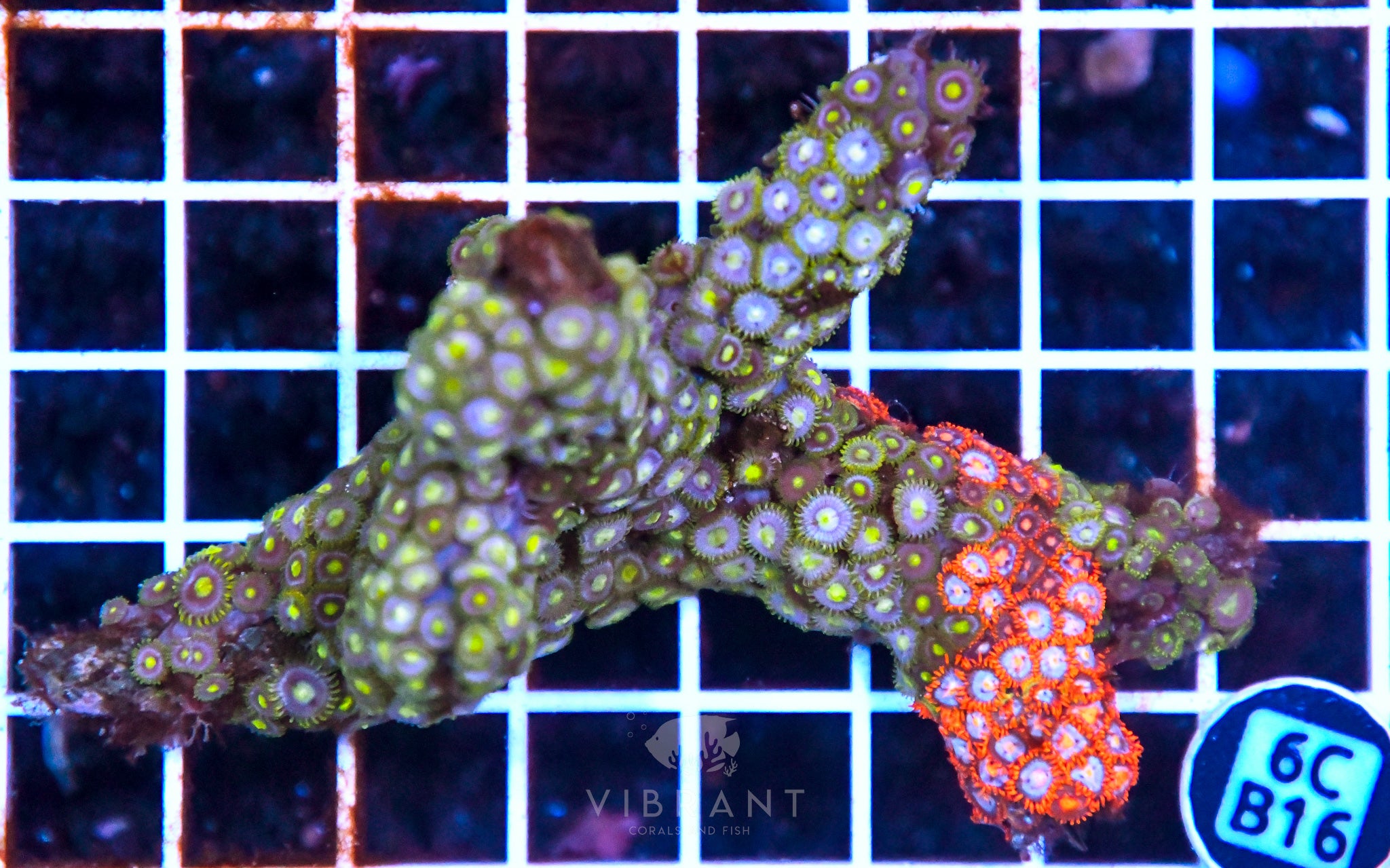Zoa Ultra SOL