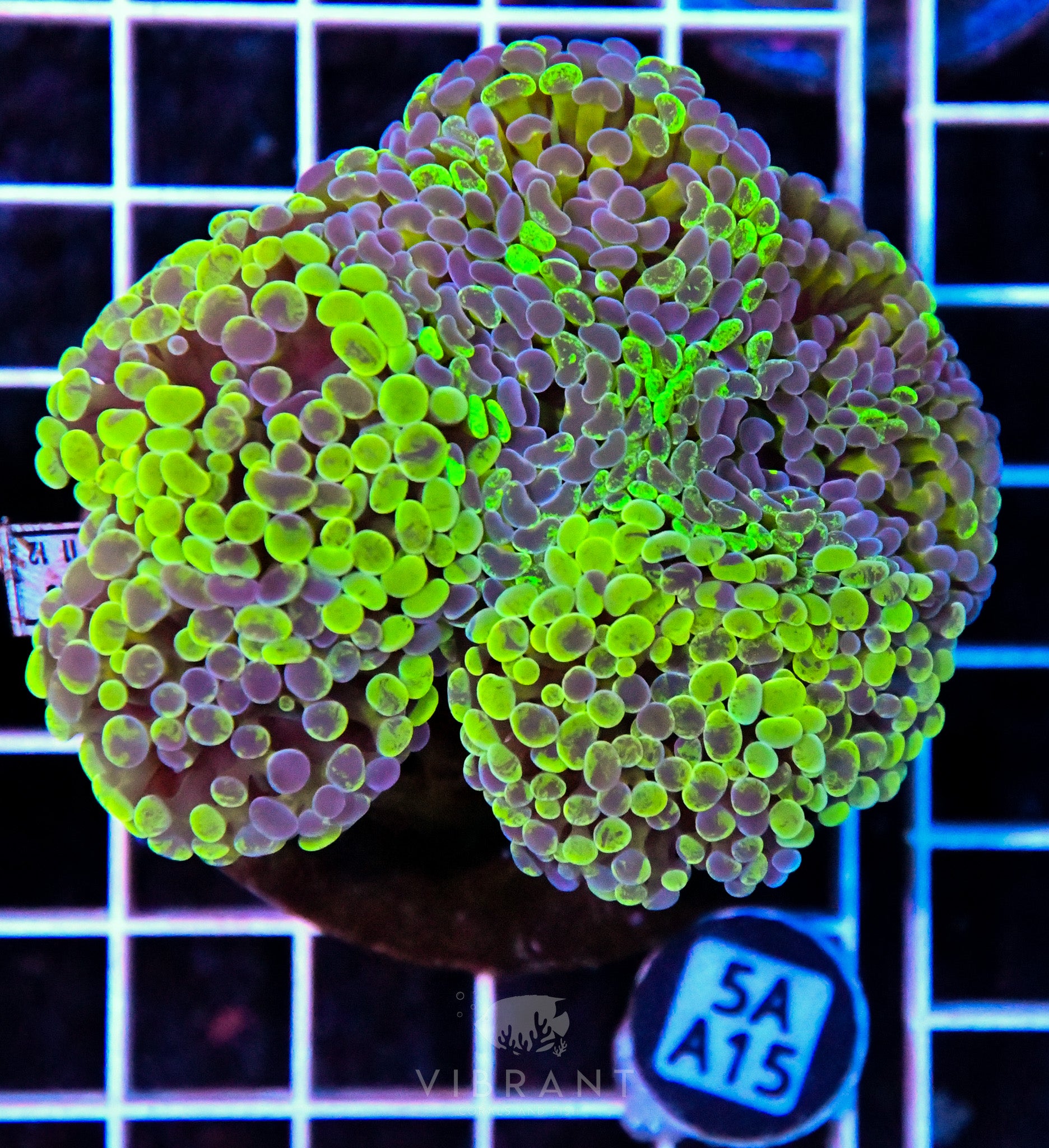 Hammer Branching INDO
