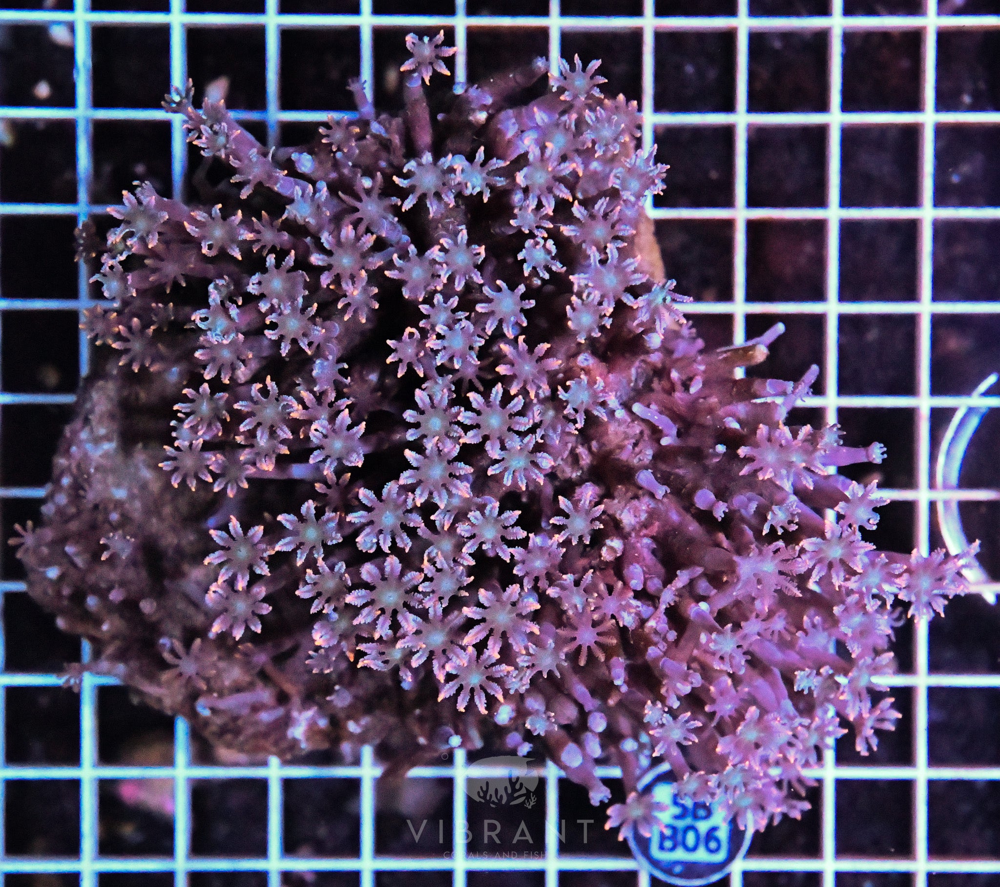 Clove Polyp INDO W