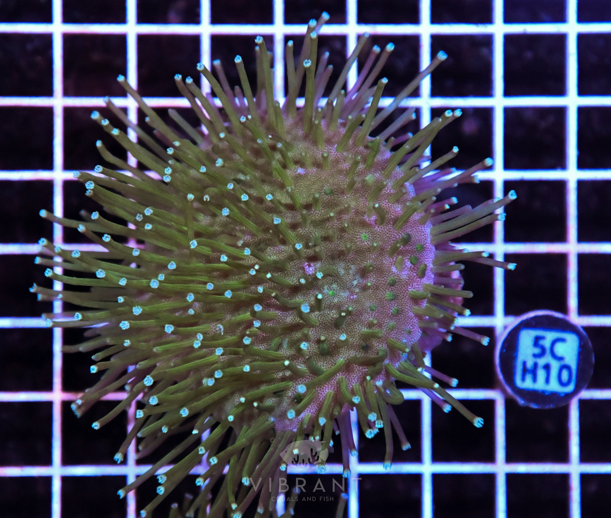 Toadstool Long Polyp INDO W