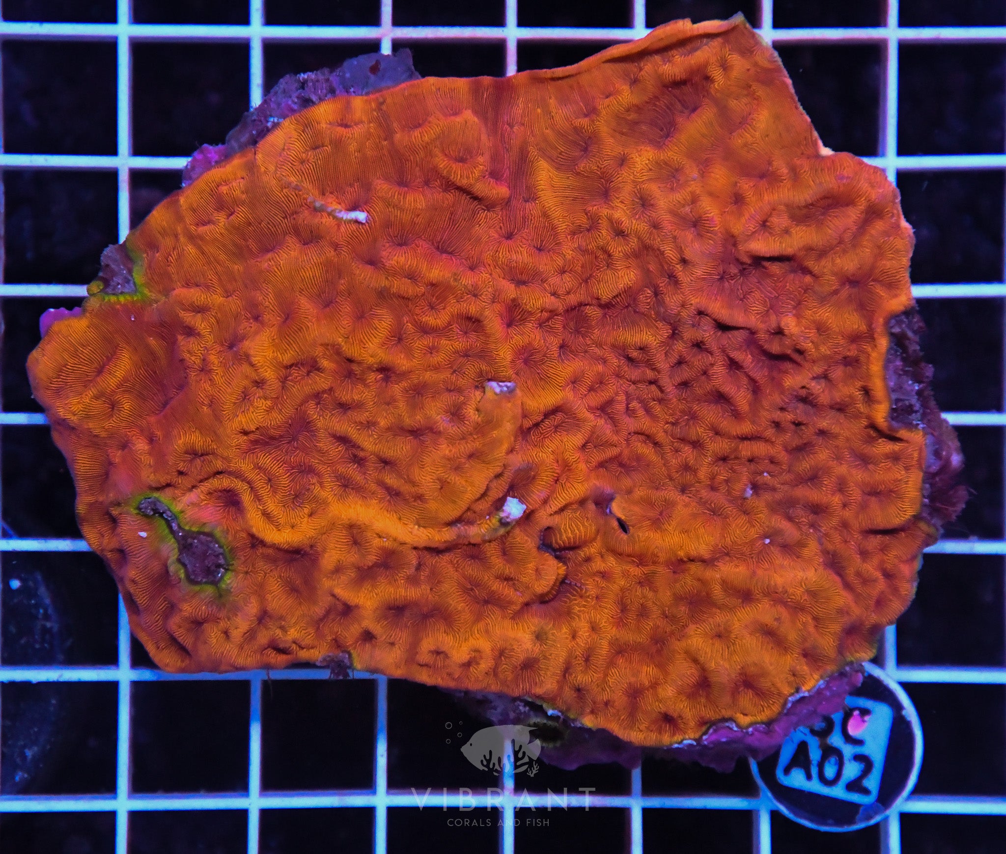 Leptastrea AUS