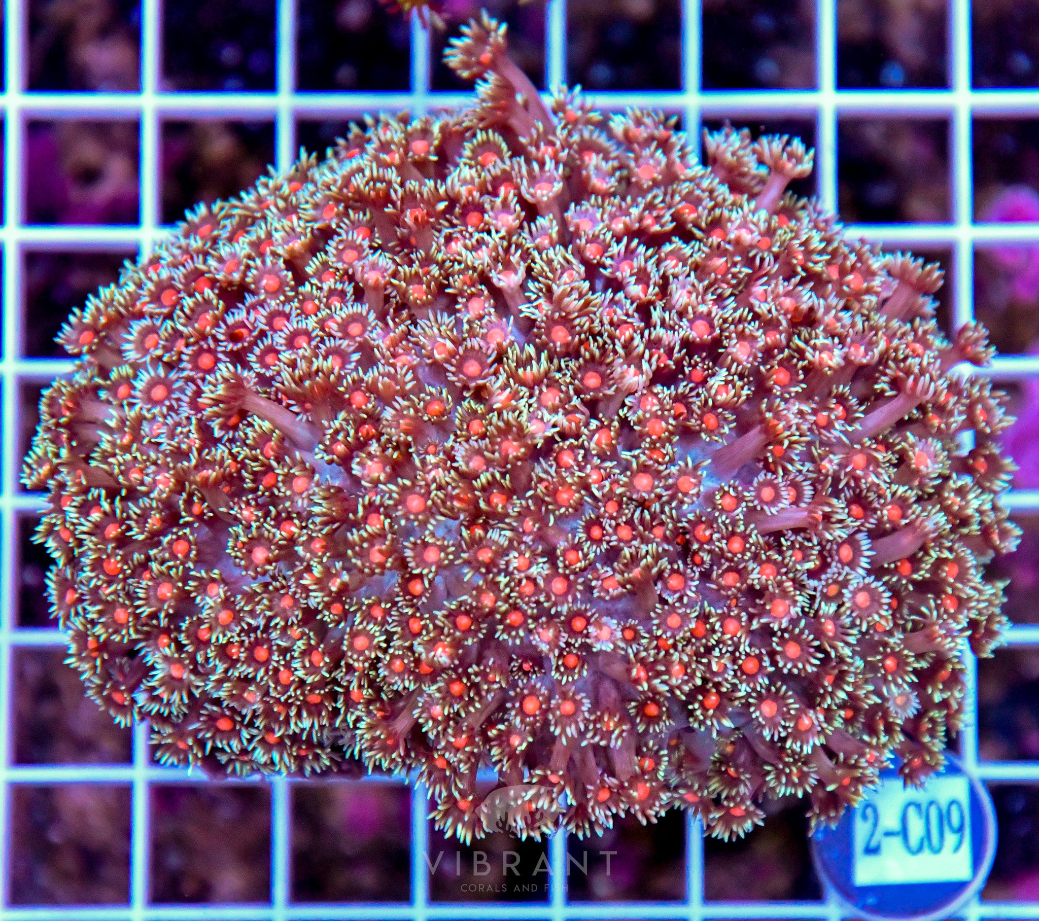 Goniopora INDO W