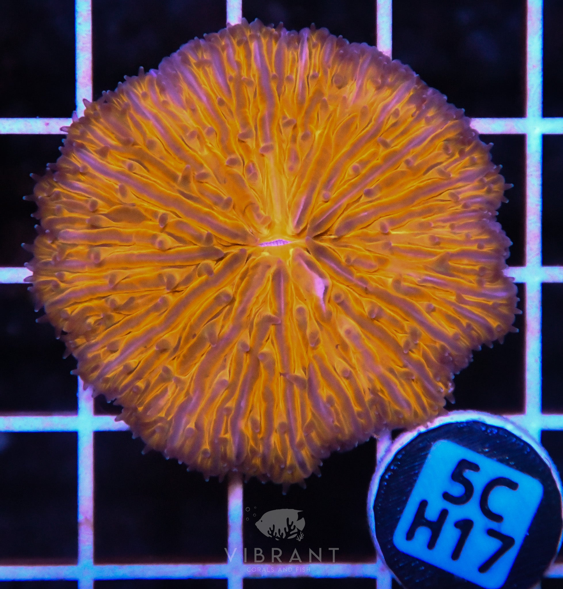 Fungia AUS