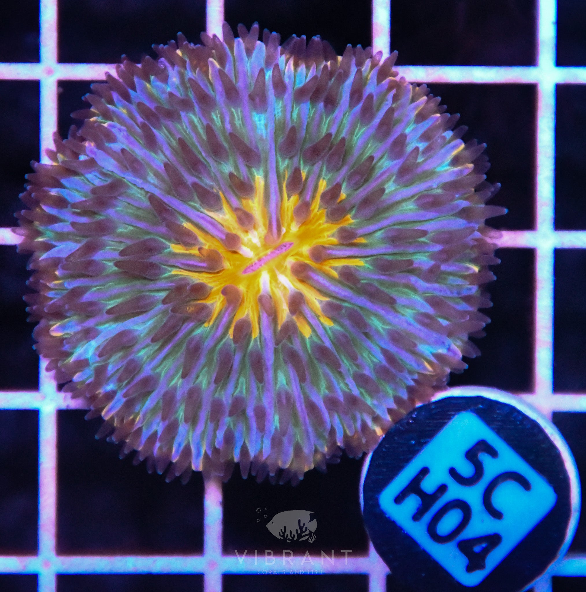 Fungia AUS