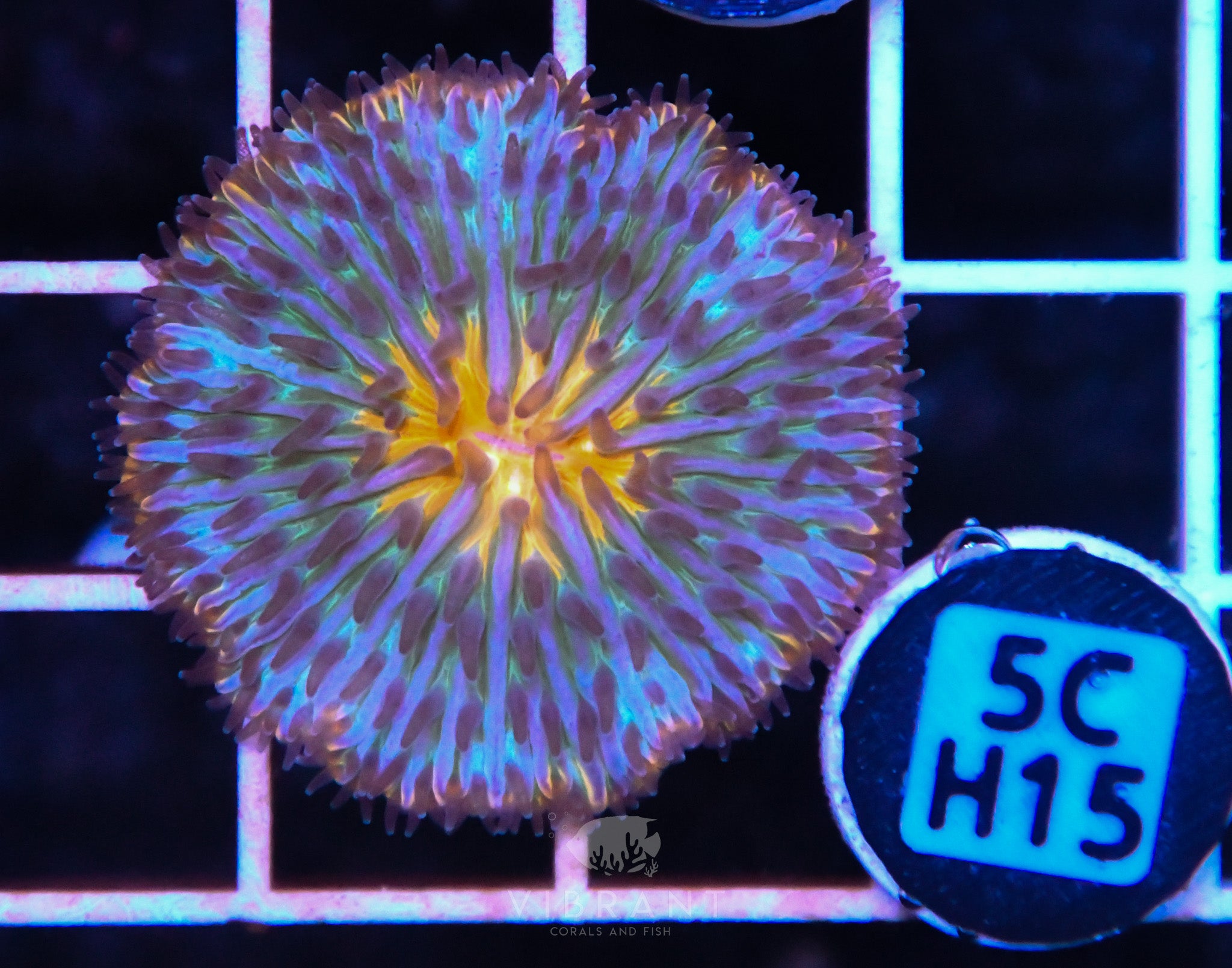 Fungia AUS