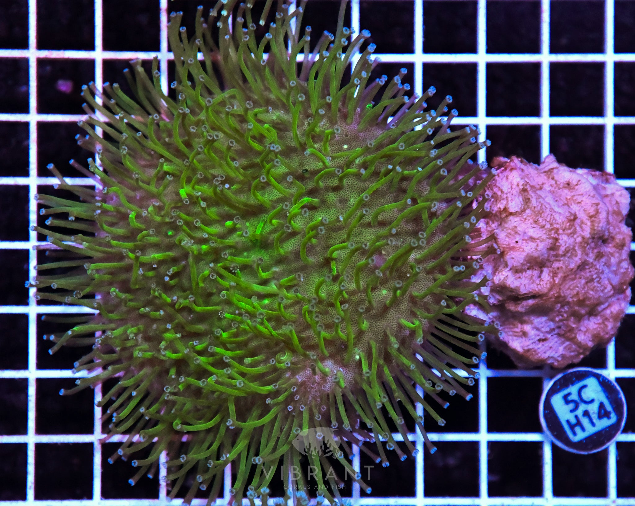 Toadstool Long Polyp INDO W