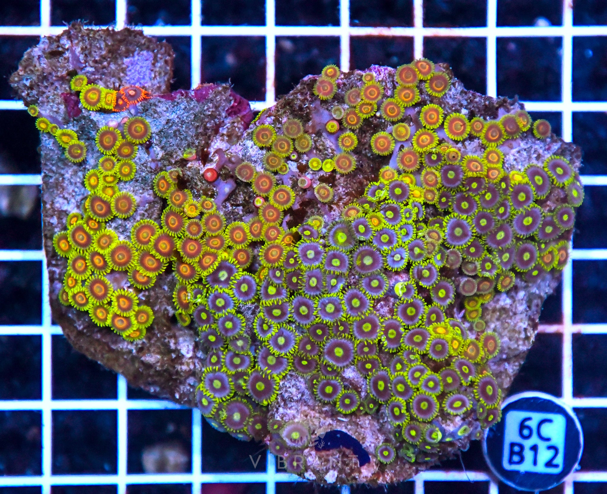 Zoa Ultra SOL