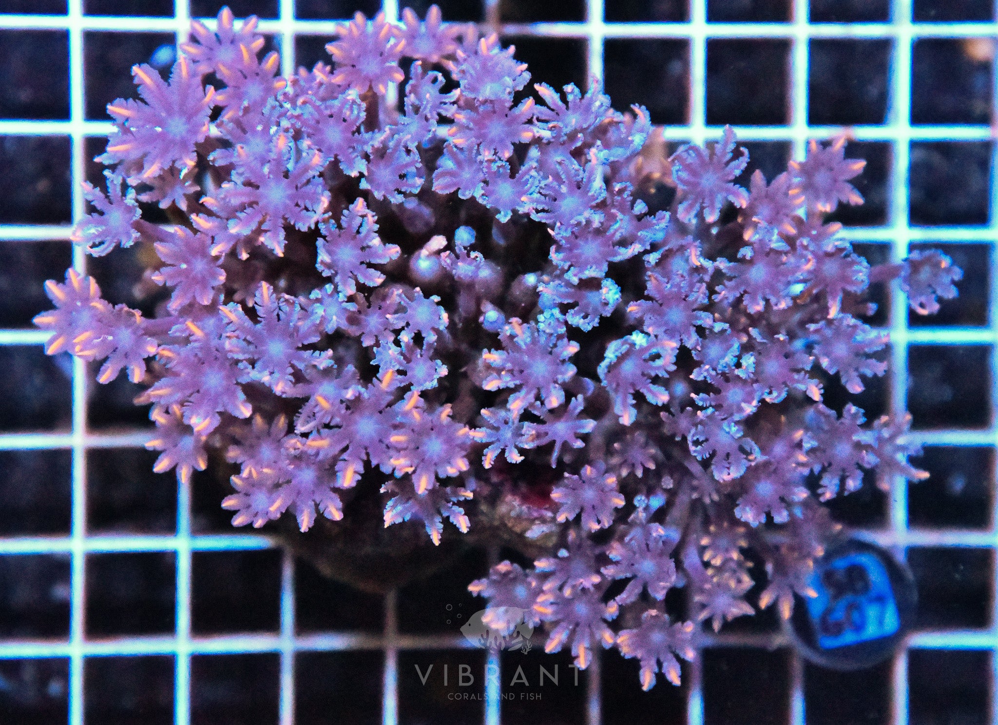 Clove Polyp INDO W