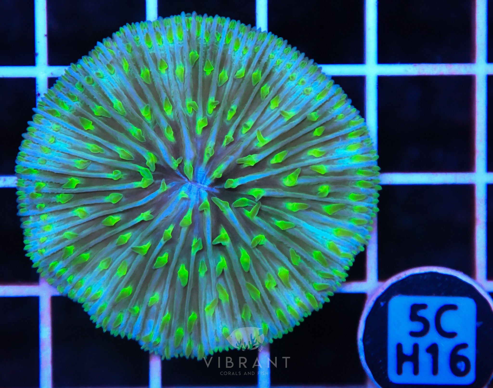 Fungia AUS