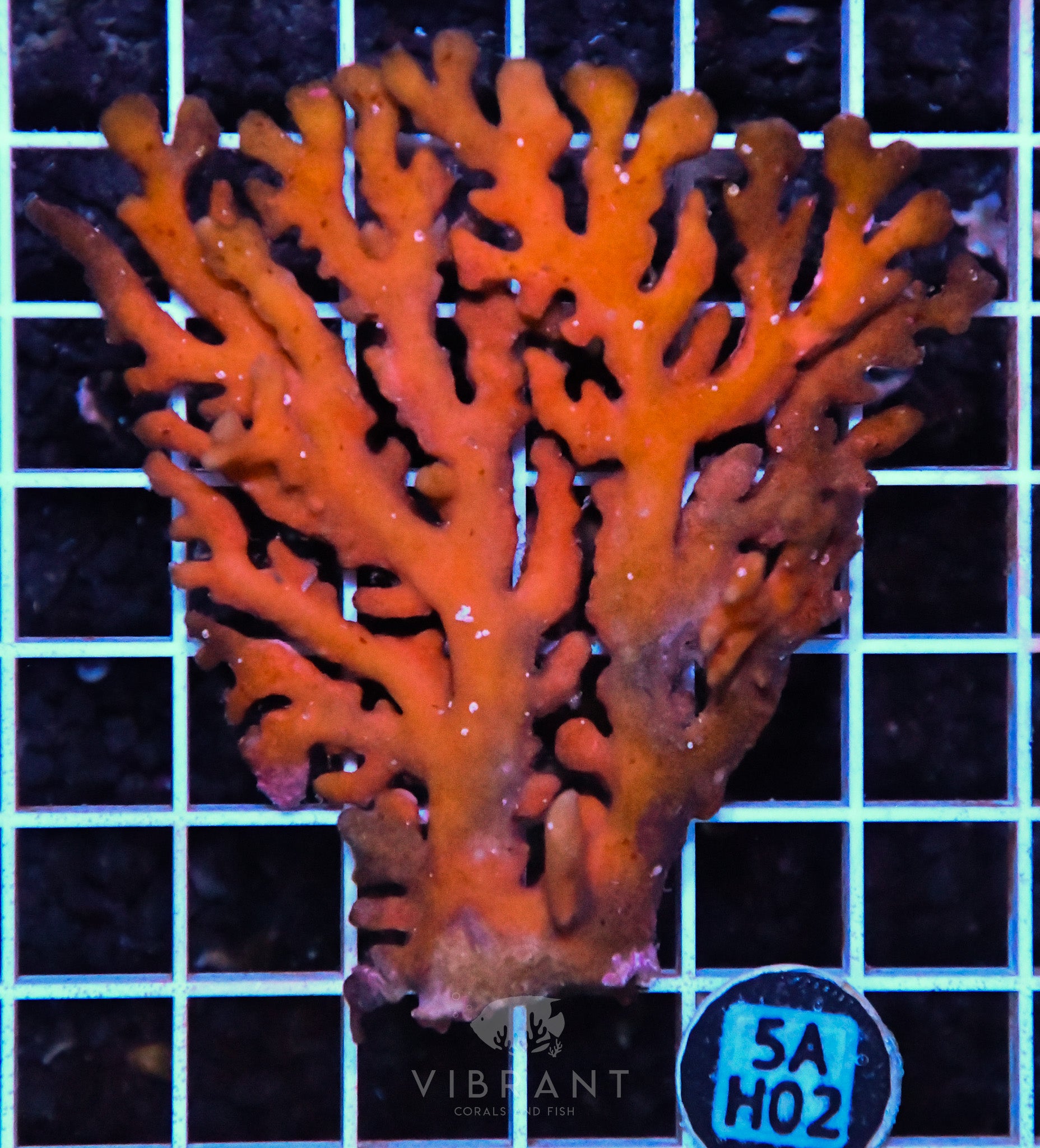 Lace Coral AUS