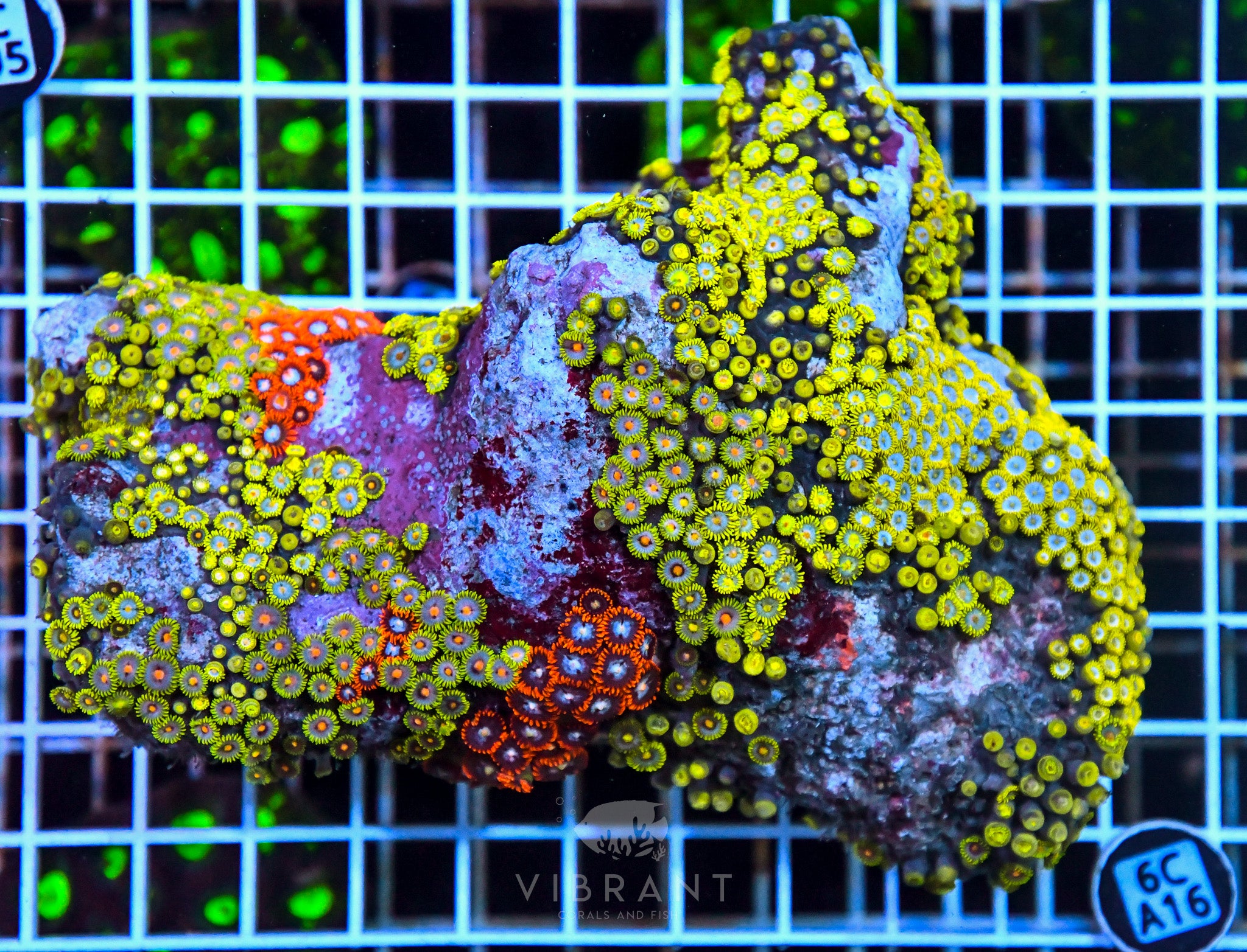 Zoa Ultra SOL