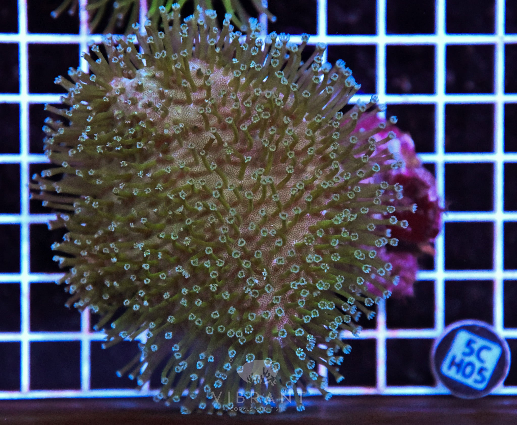 Toadstool Long Polyp INDO W