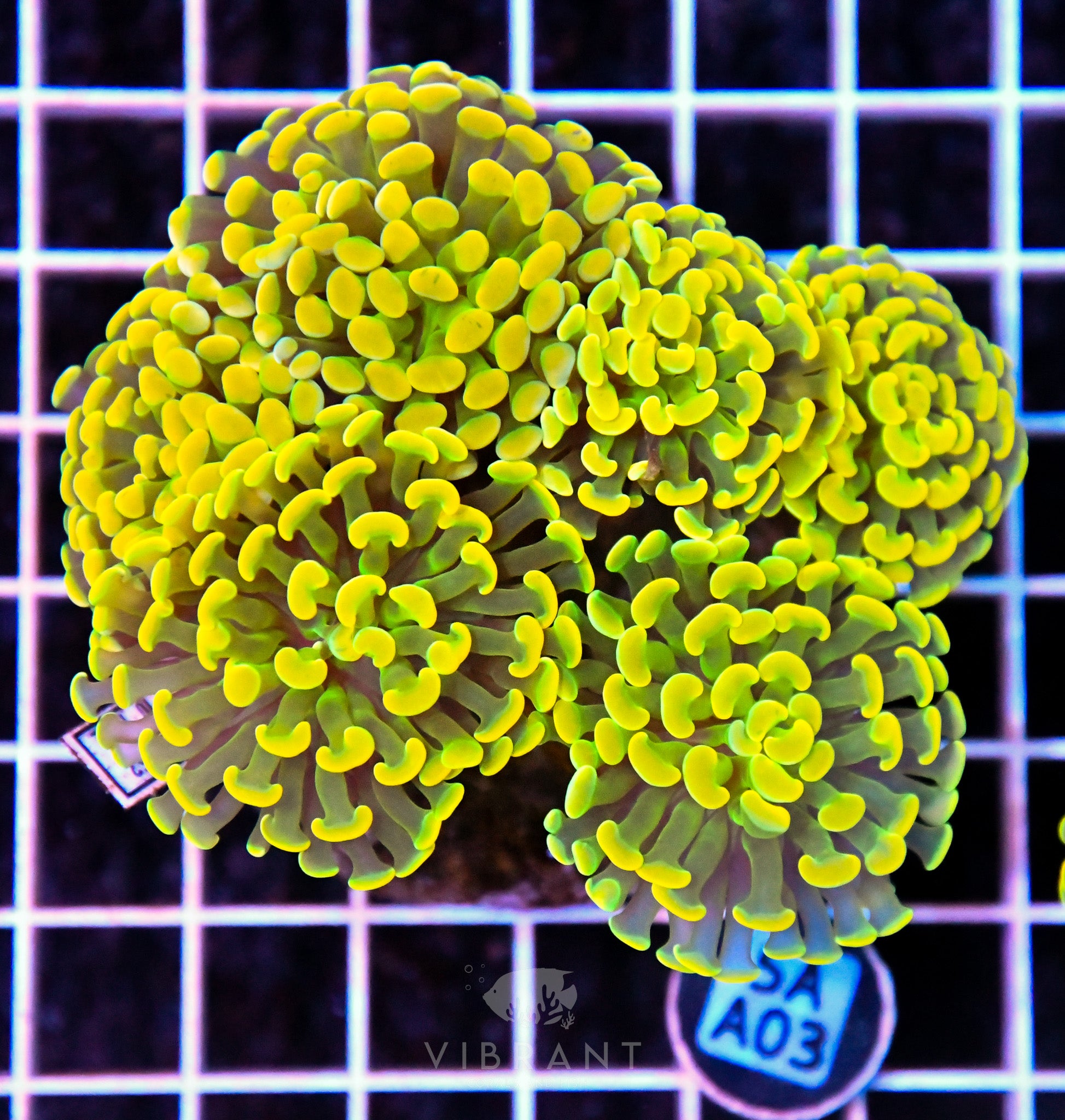 Hammer Branching INDO