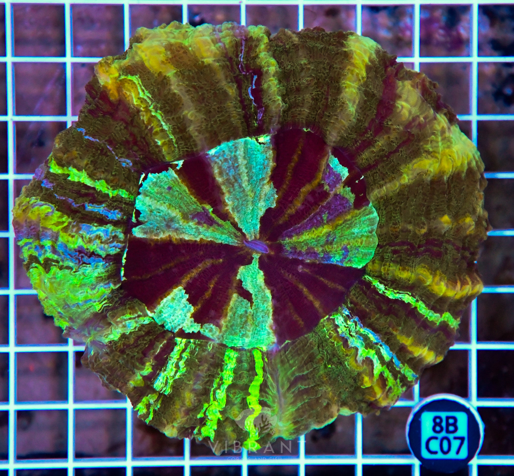 Acanthophyllia INDO W