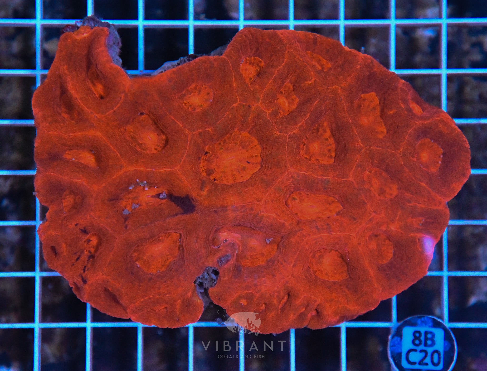 Acan Bower AUS