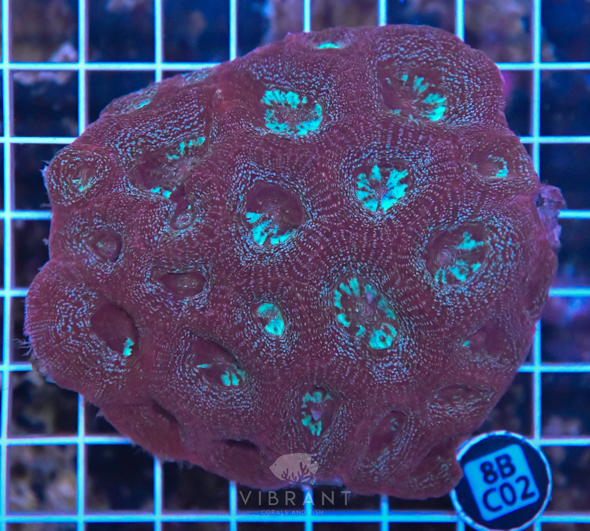 Acan Bower AUS