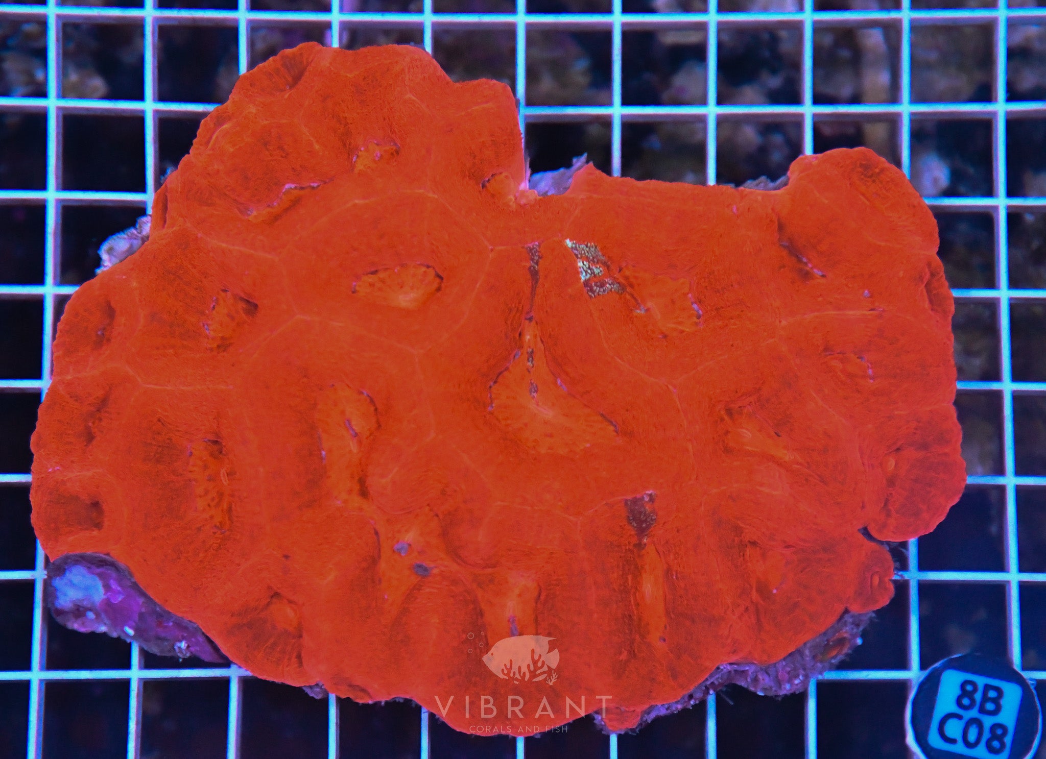 Acan Bower AUS