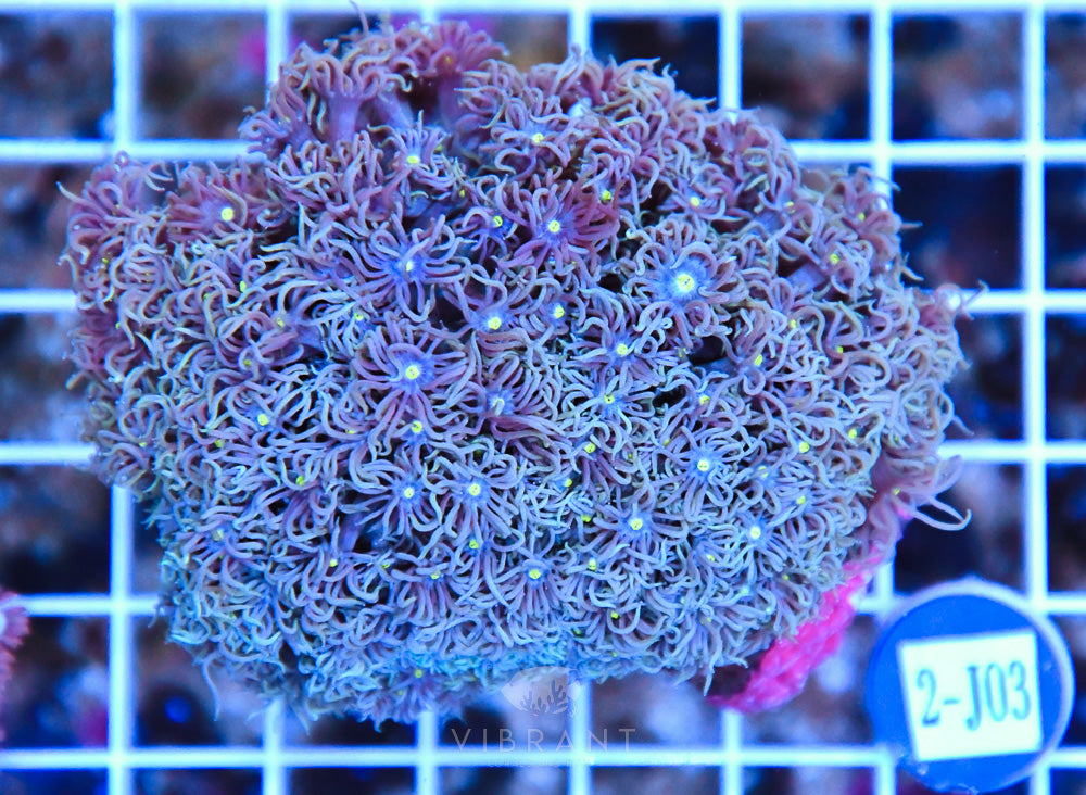 Goniopora AUS