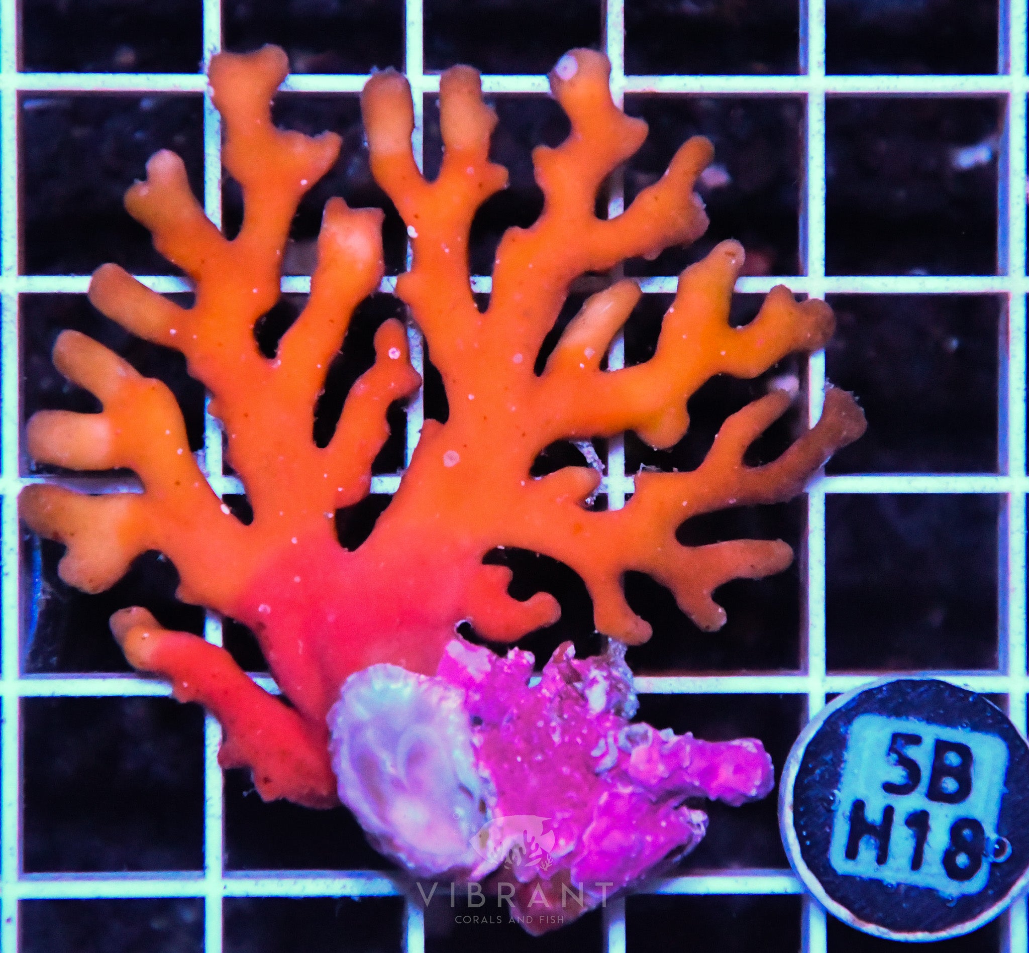Lace Coral AUS
