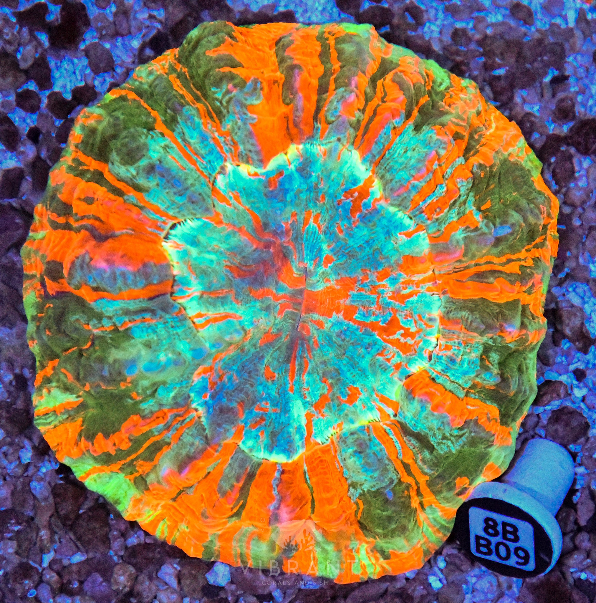 Acanthophyllia  INDO W