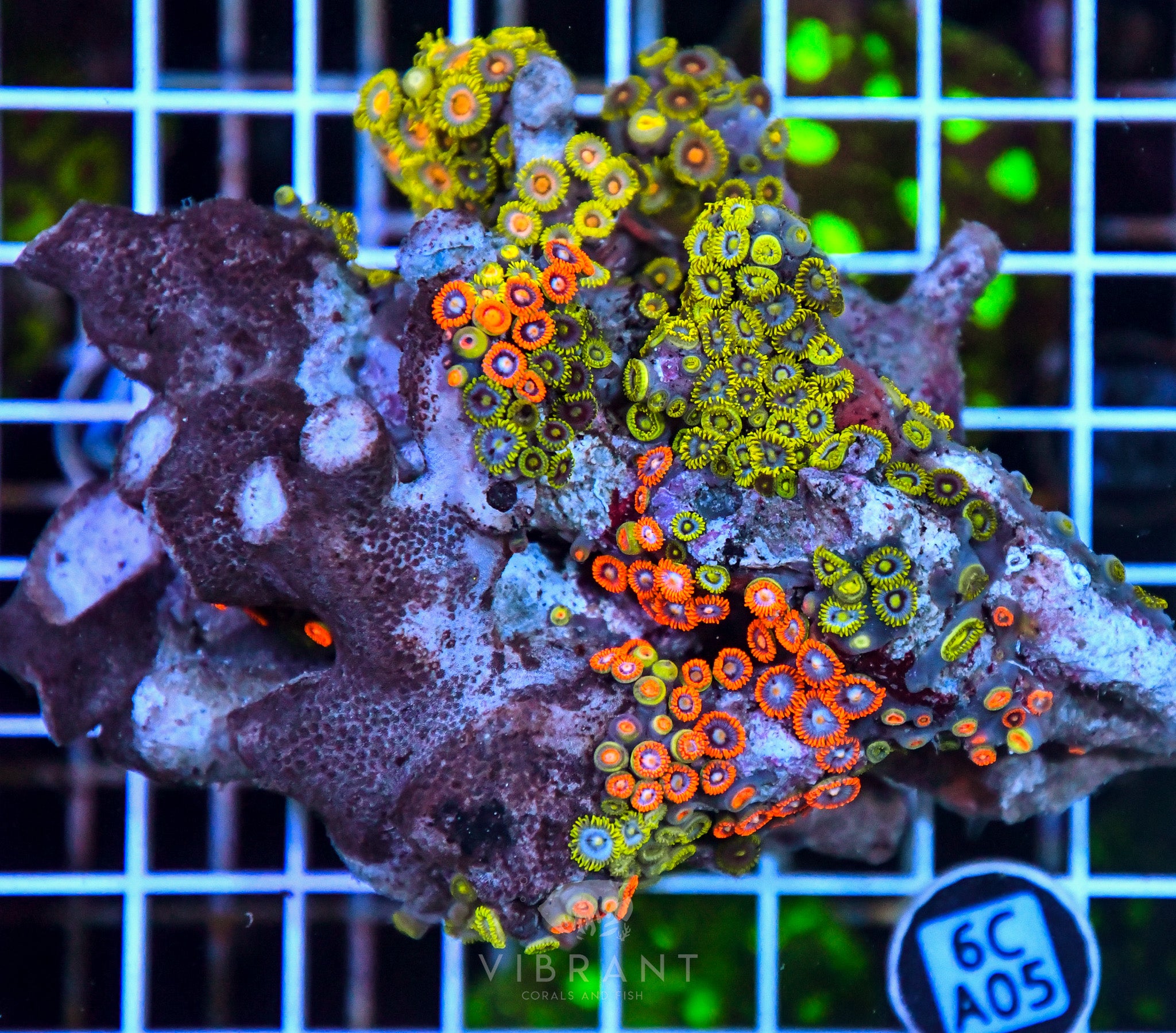 Zoa Ultra SOL