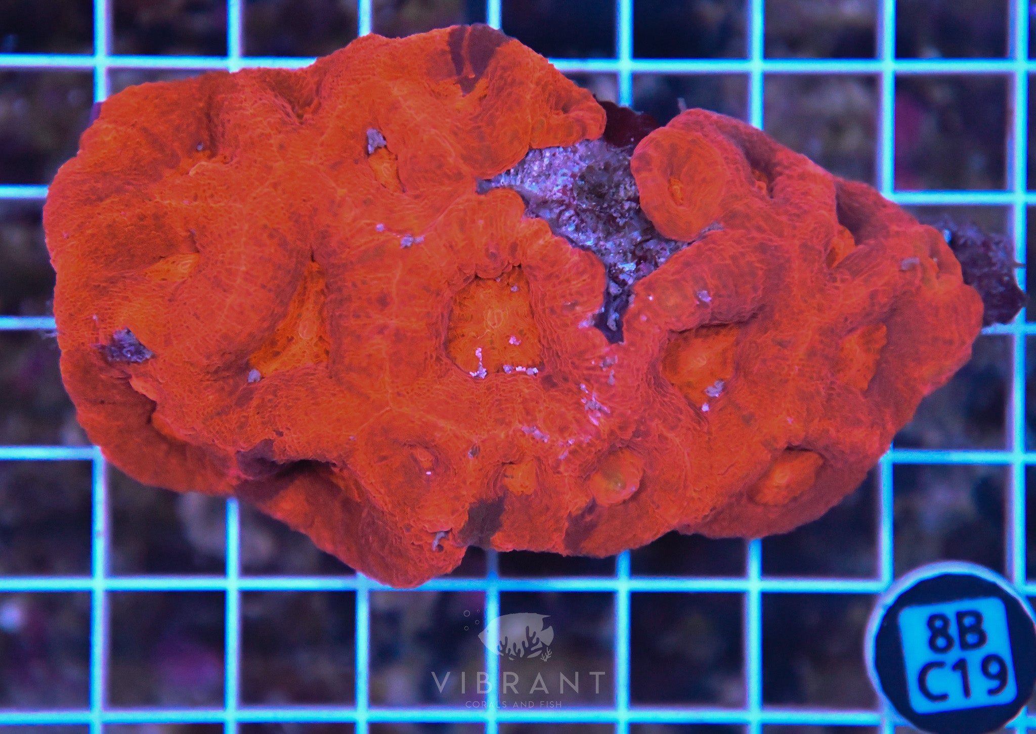 Acan Bower AUS