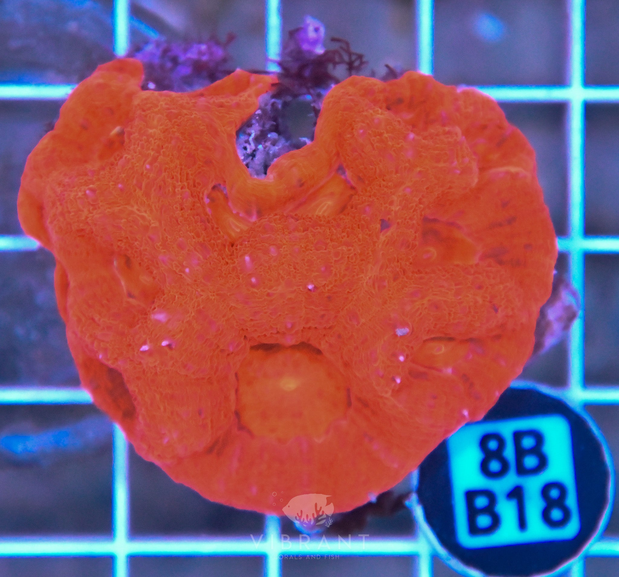 Acan Bower AUS
