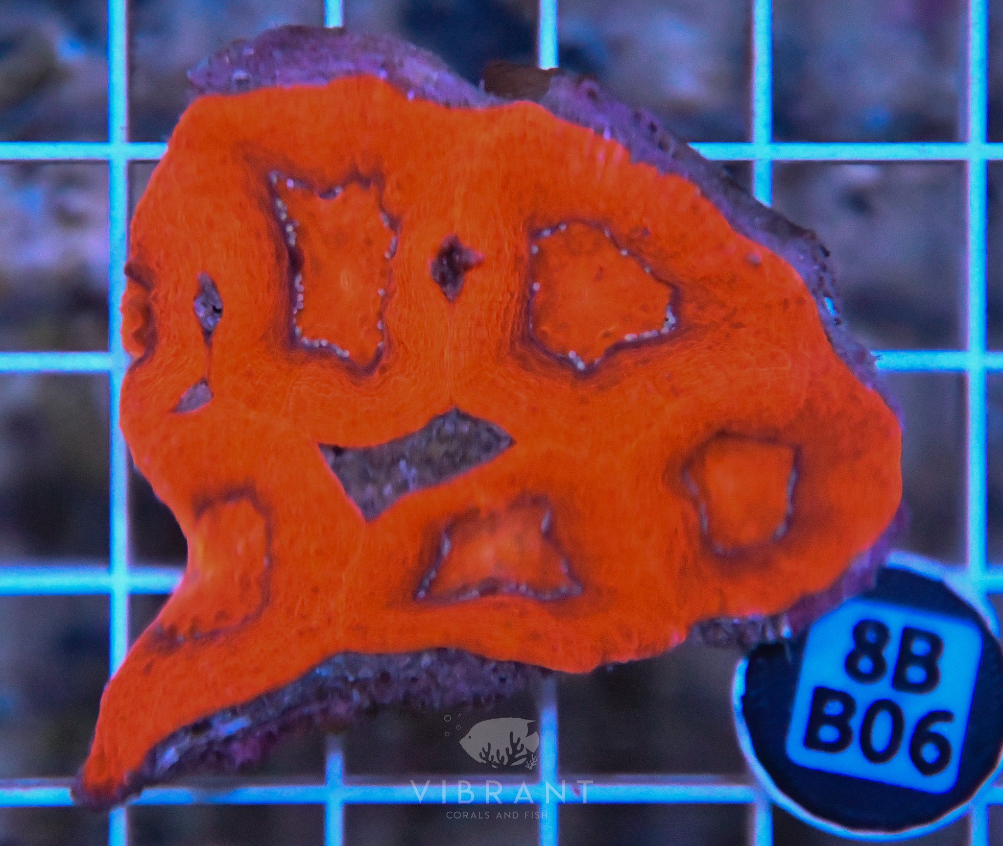 Acan Bower AUS
