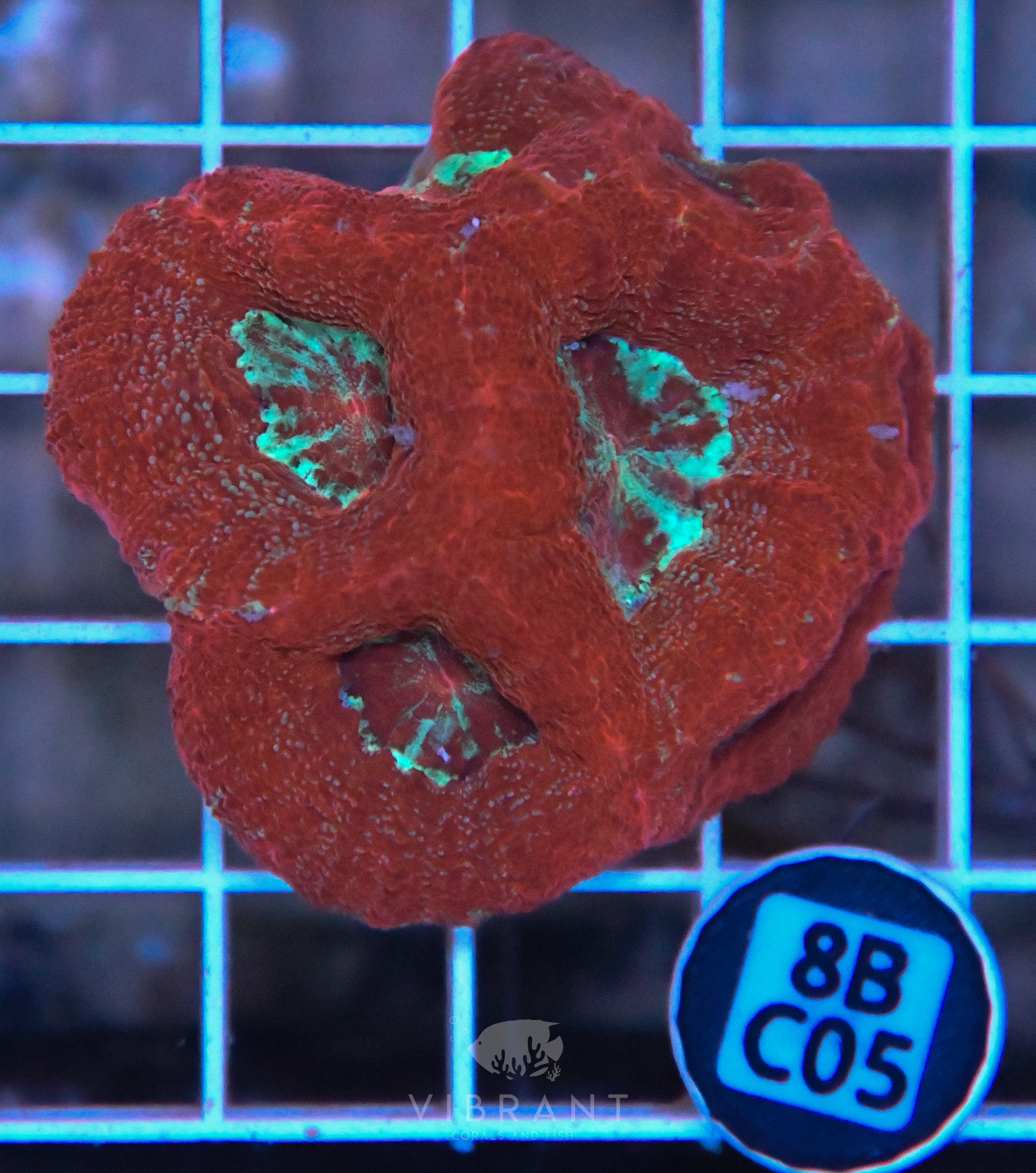 Acan Bower AUS