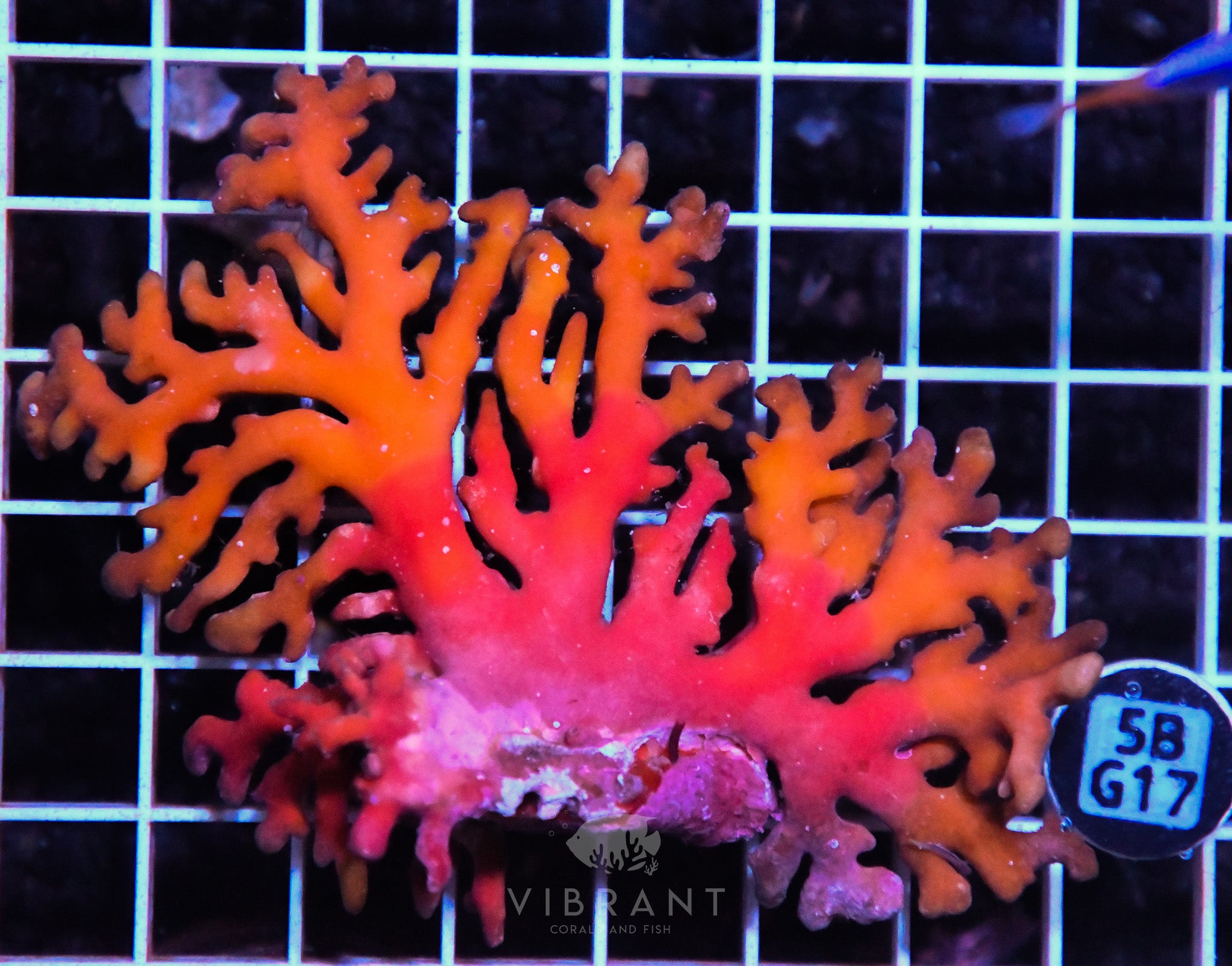 Lace Coral AUS