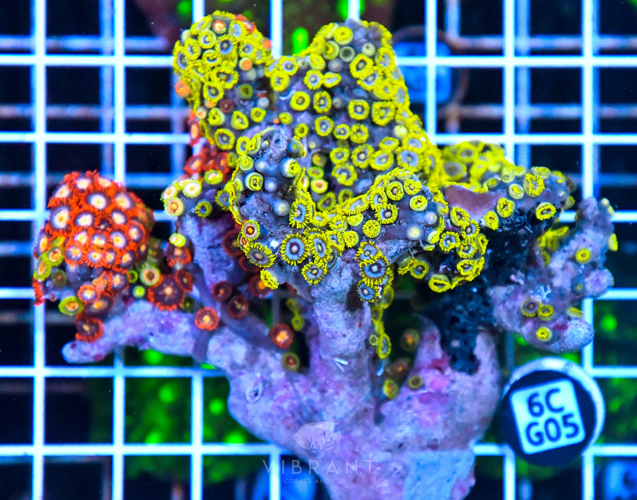 Zoa Ultra SOL