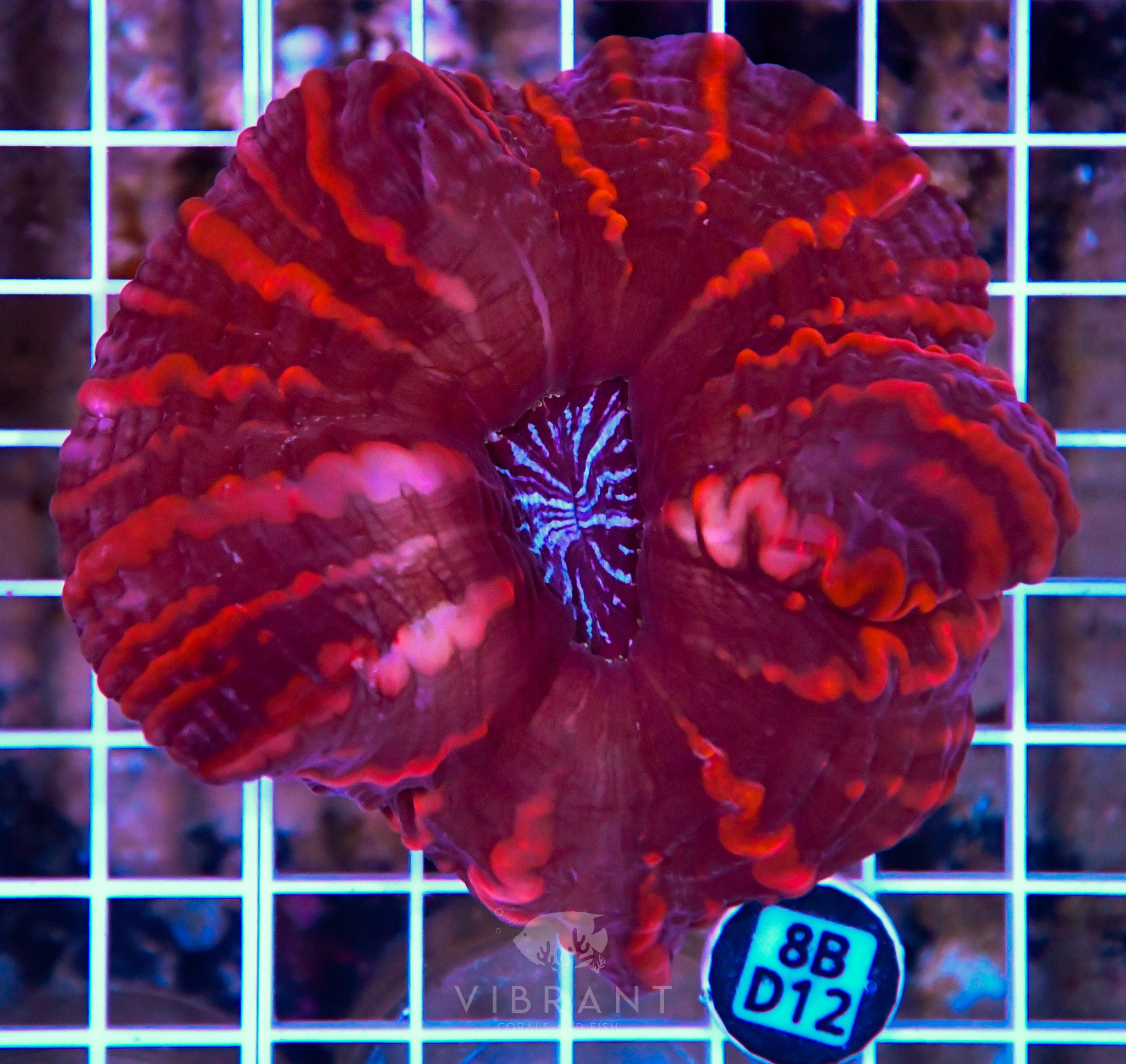 Indophyllia INDO W
