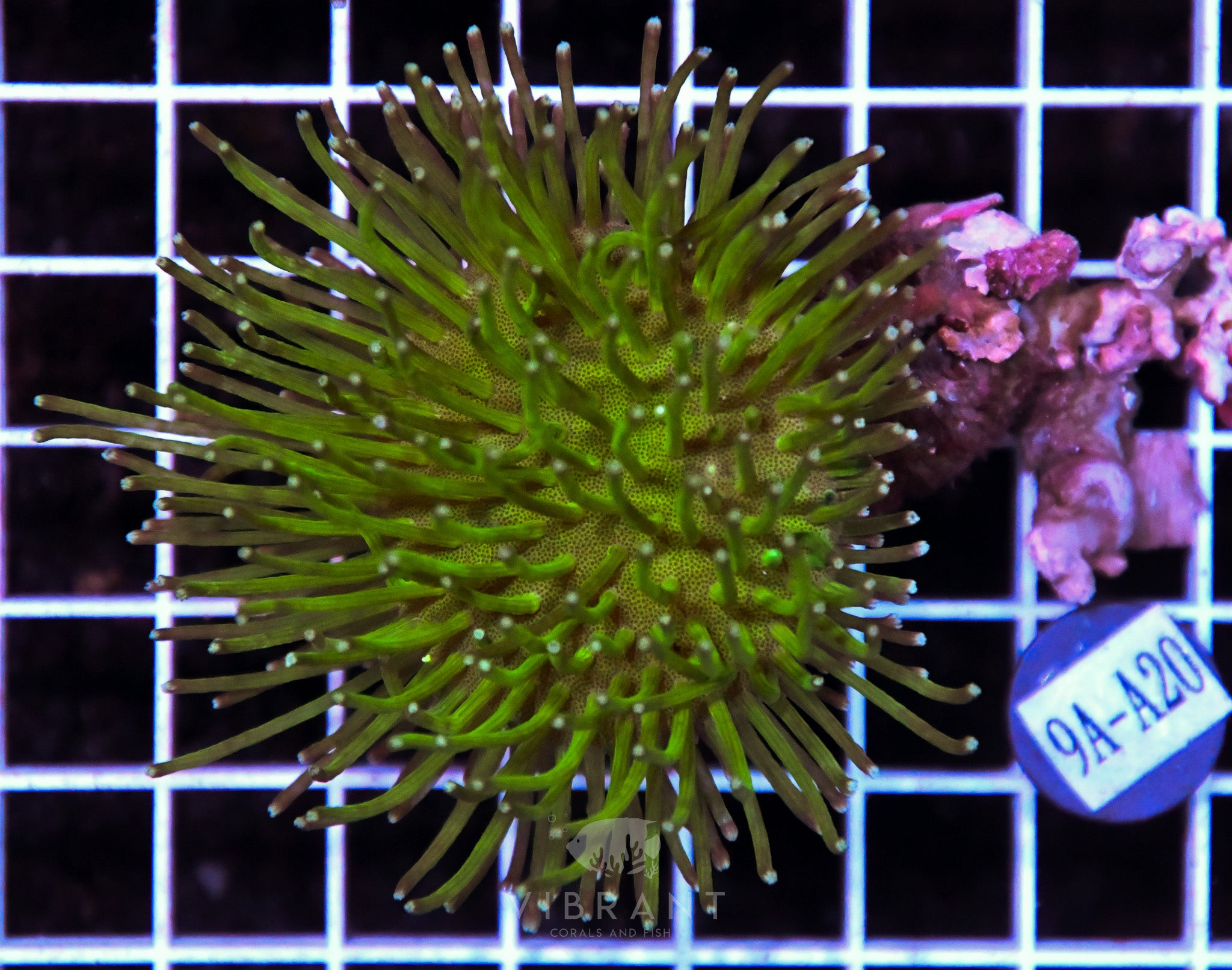 Toadstool Long Polyp INDO W