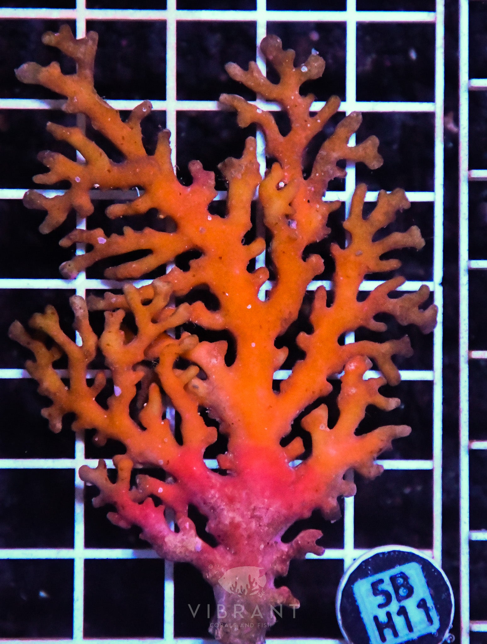 Lace Coral AUS