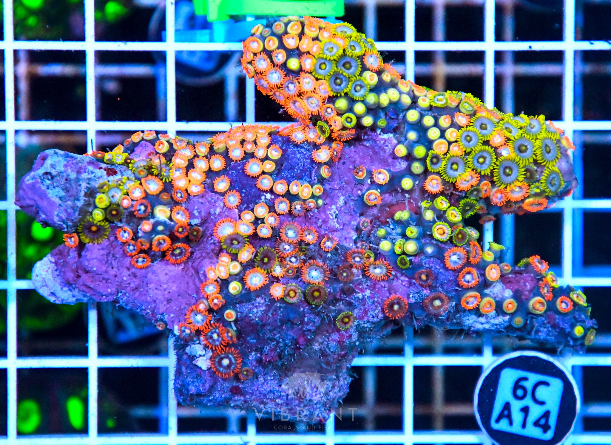 Zoa Ultra SOL