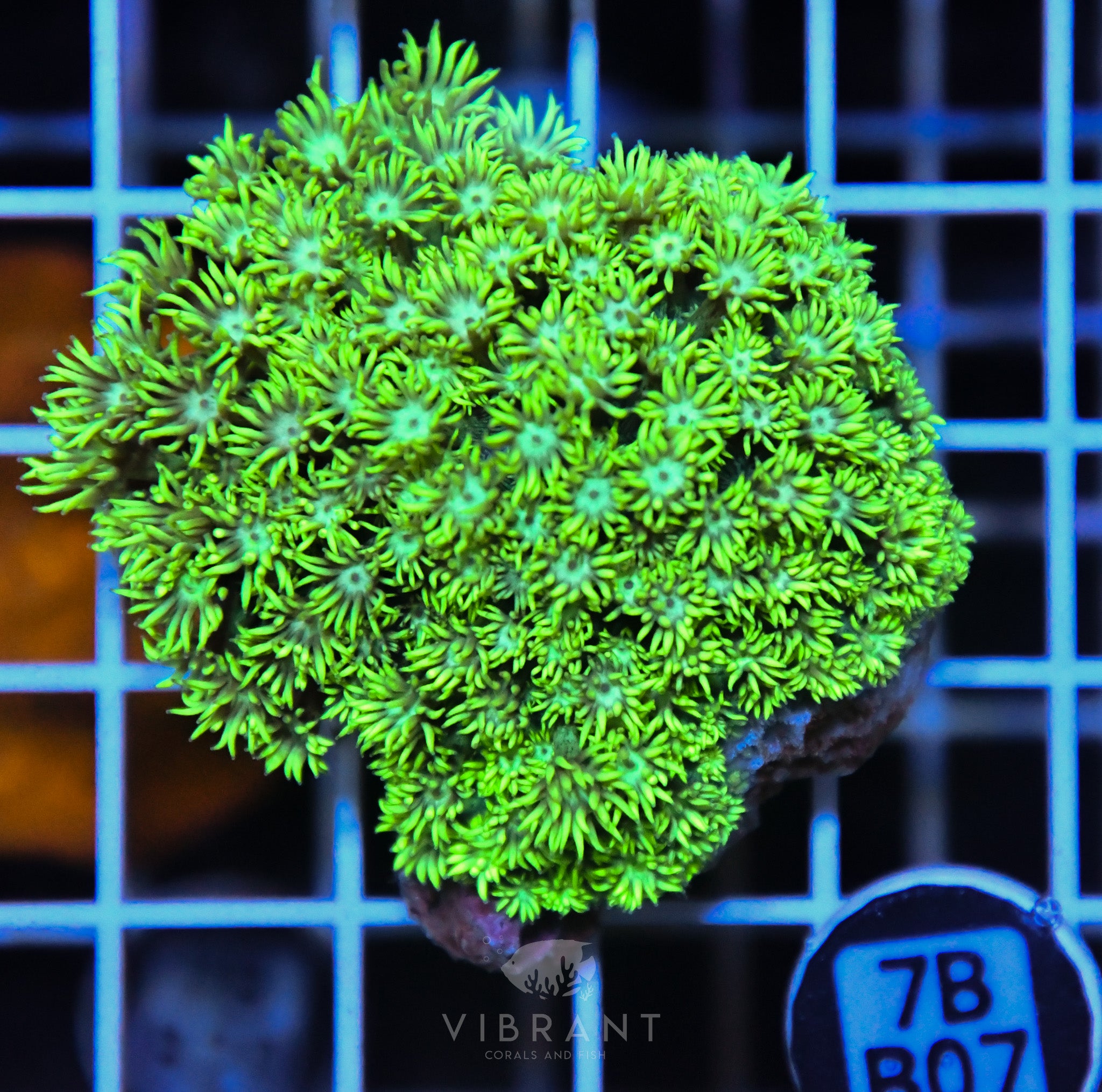 Goniopora  WAUS