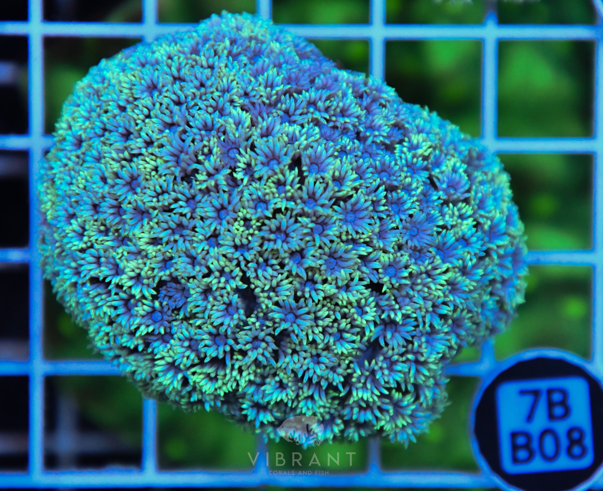 Goniopora  WAUS