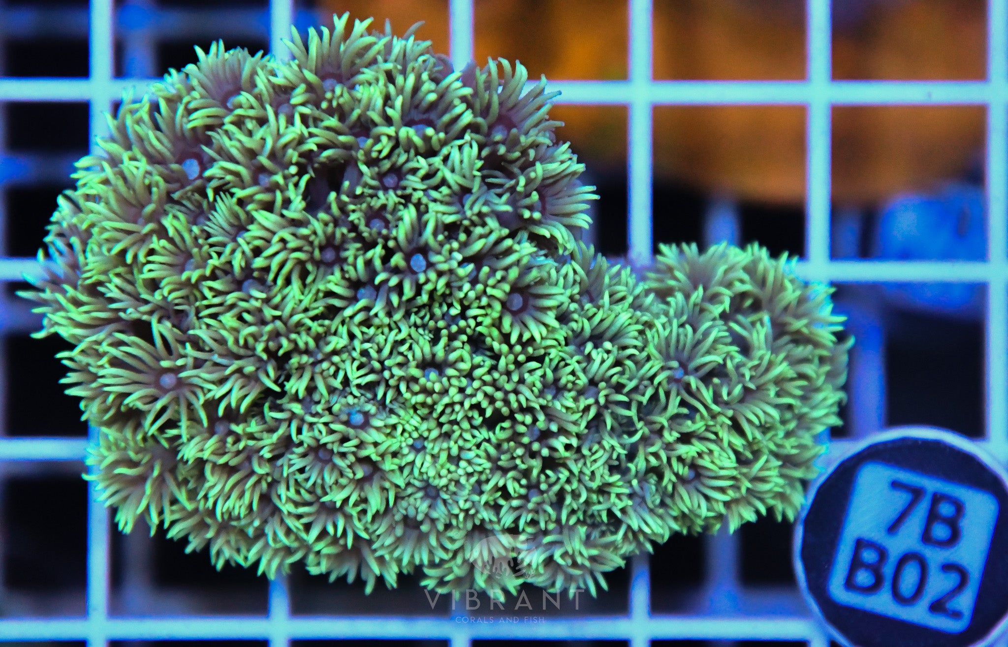Goniopora  WAUS