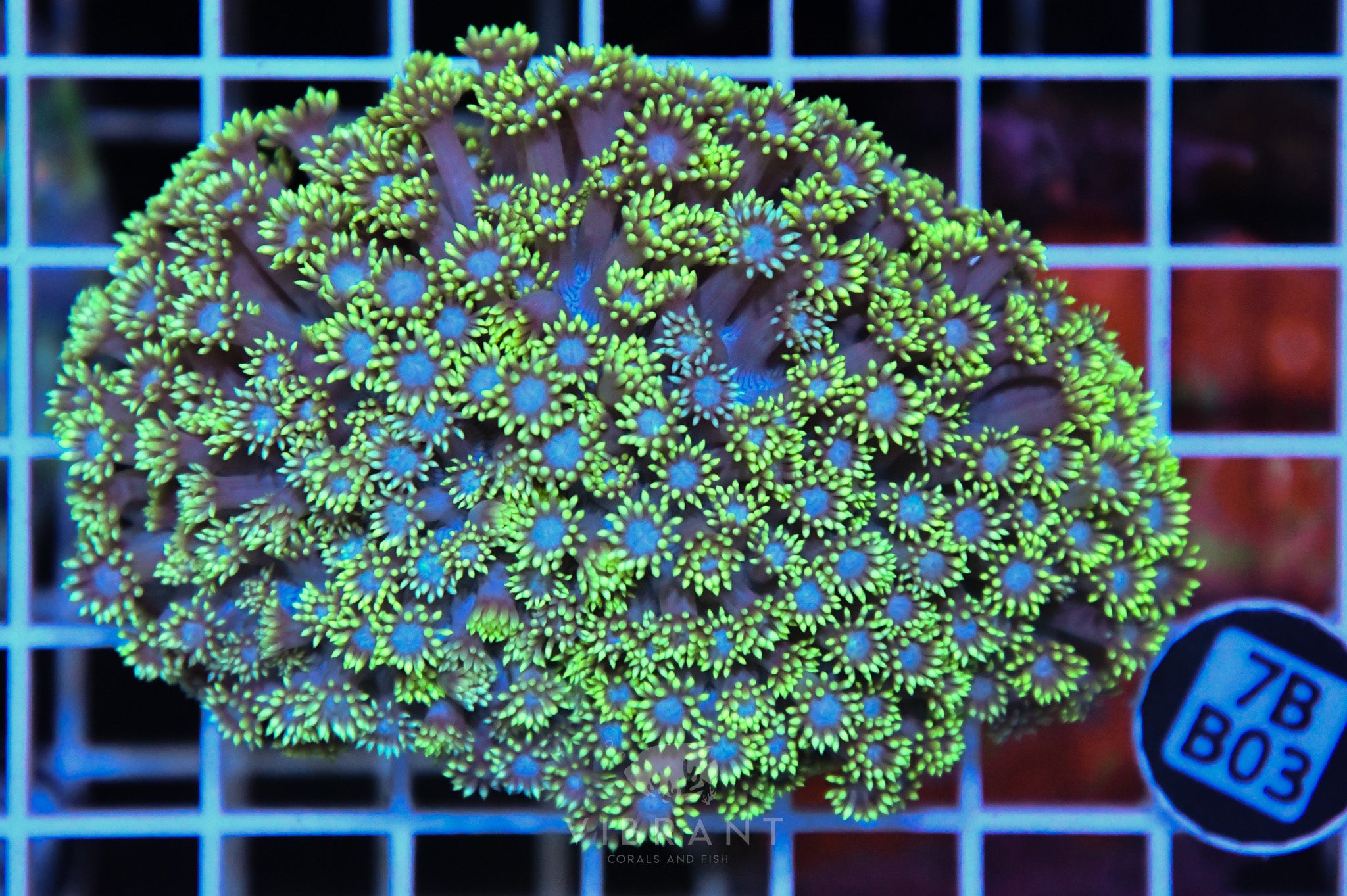 Goniopora  WAUS