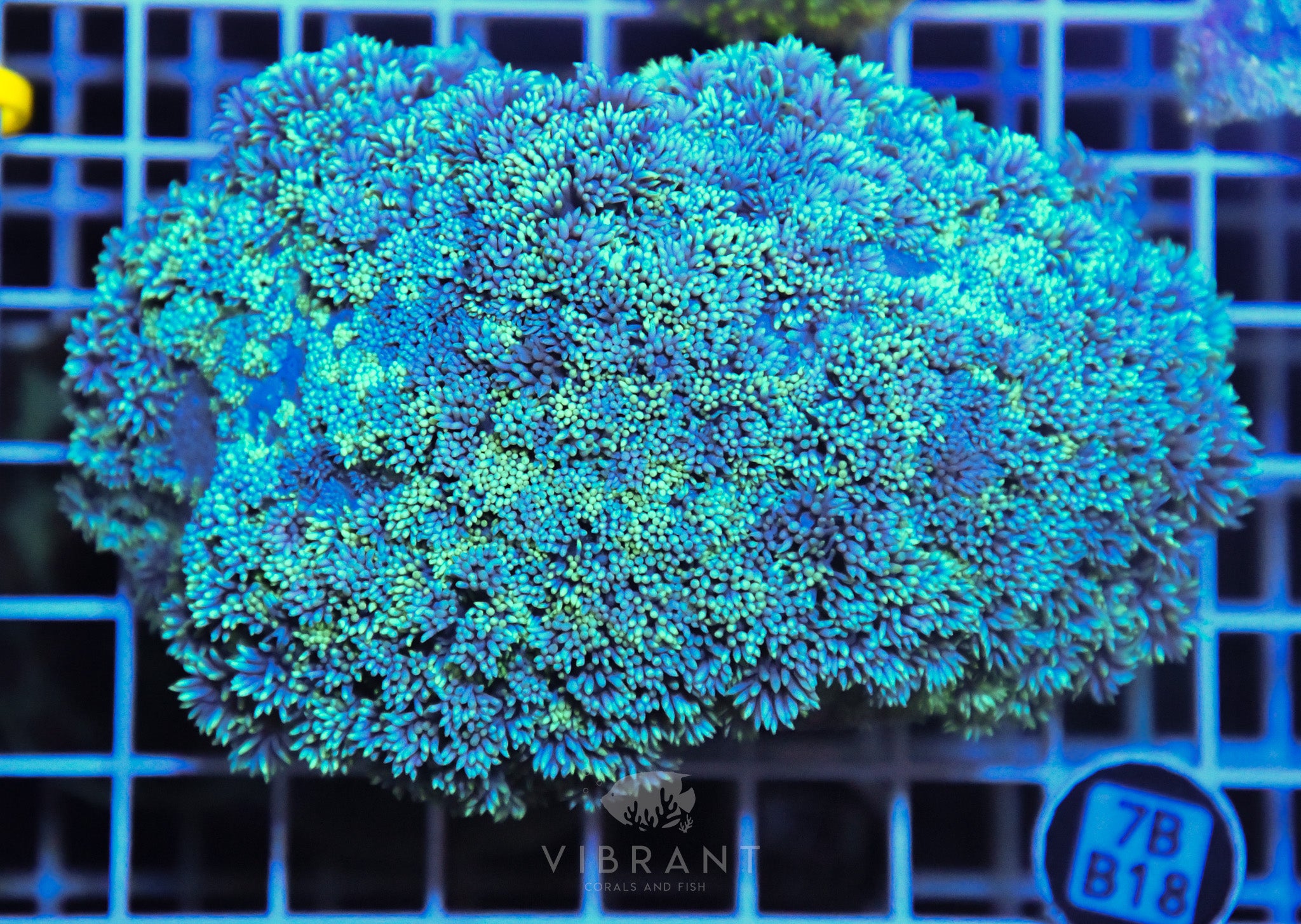 Goniopora  WAUS