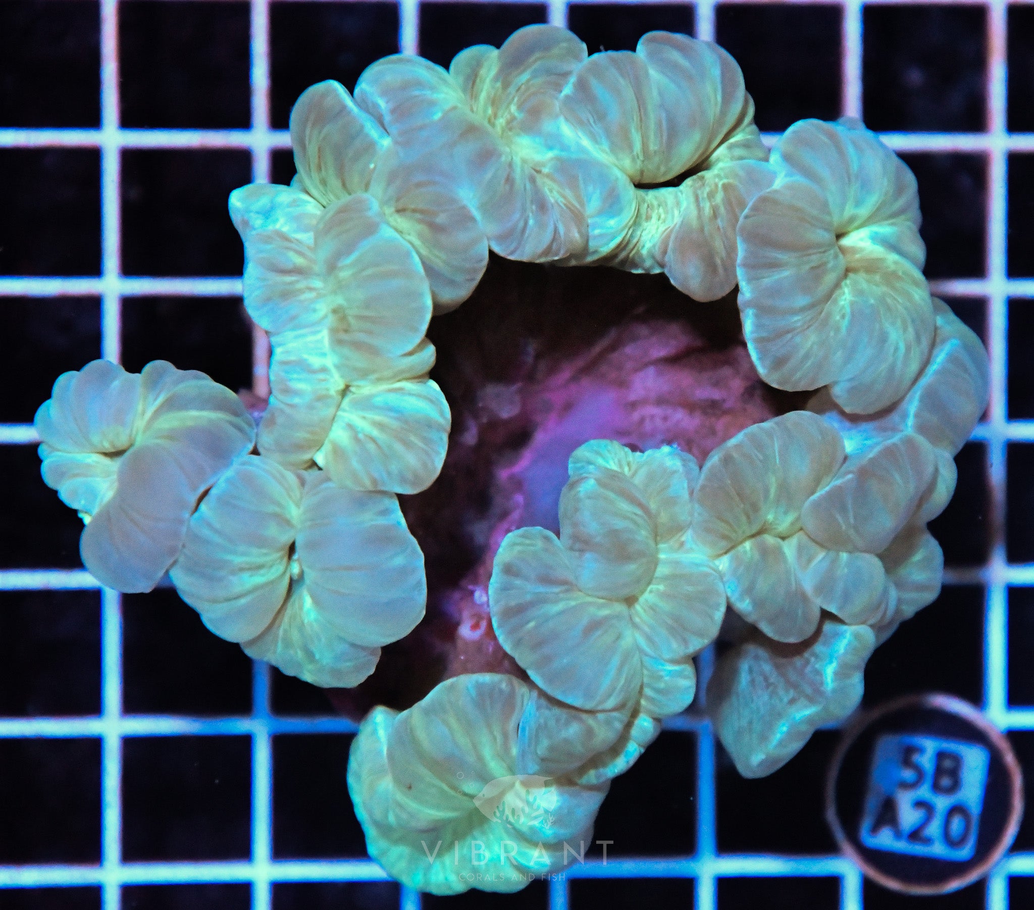 Fox Coral INDO W