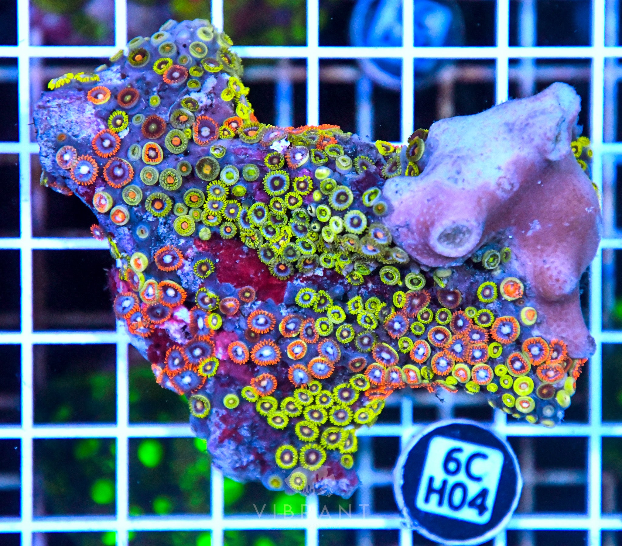 Zoa Ultra SOL