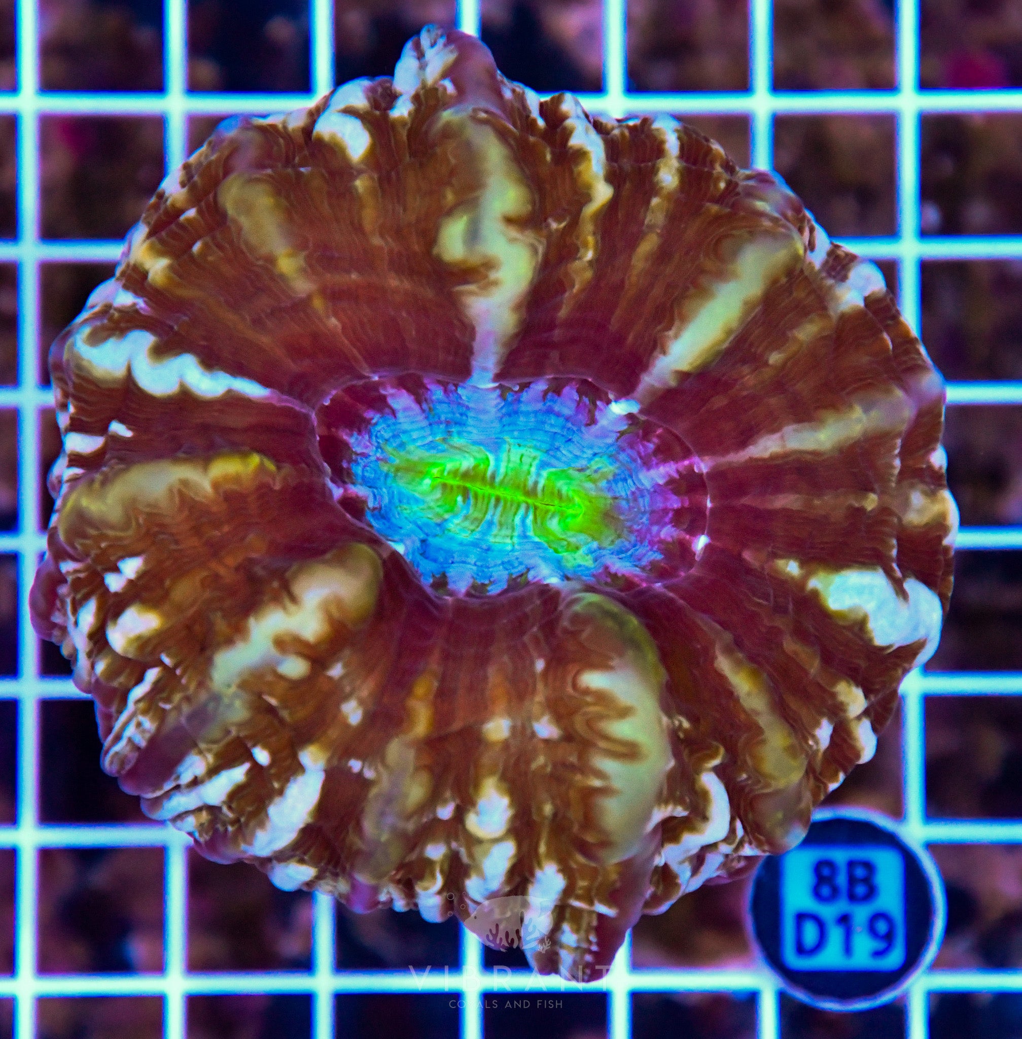 Indophyllia INDO W