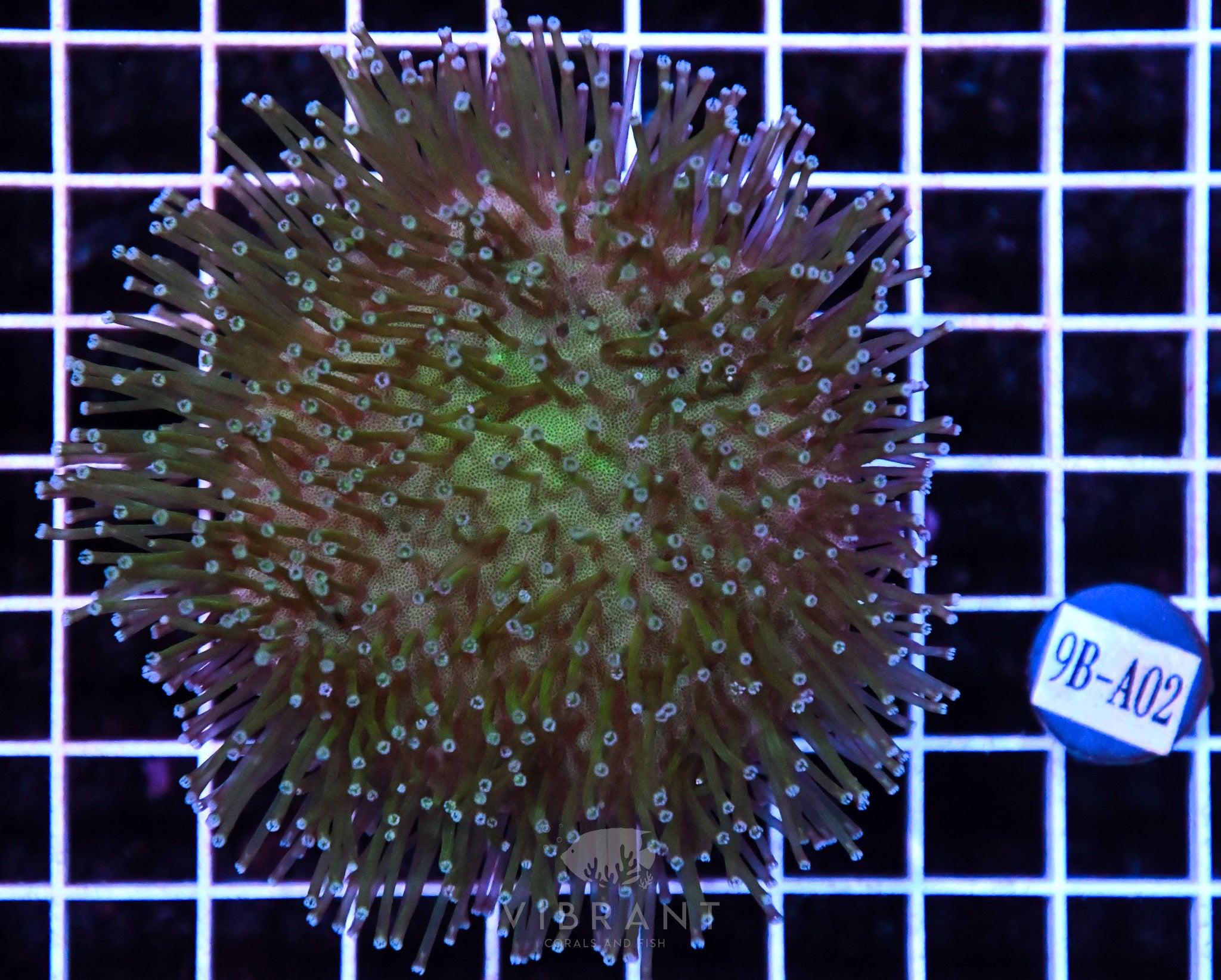 Toadstool Long Polyp INDO W