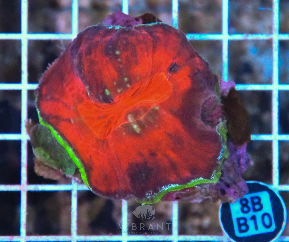 Scoly Vitensis Ultra SOL
