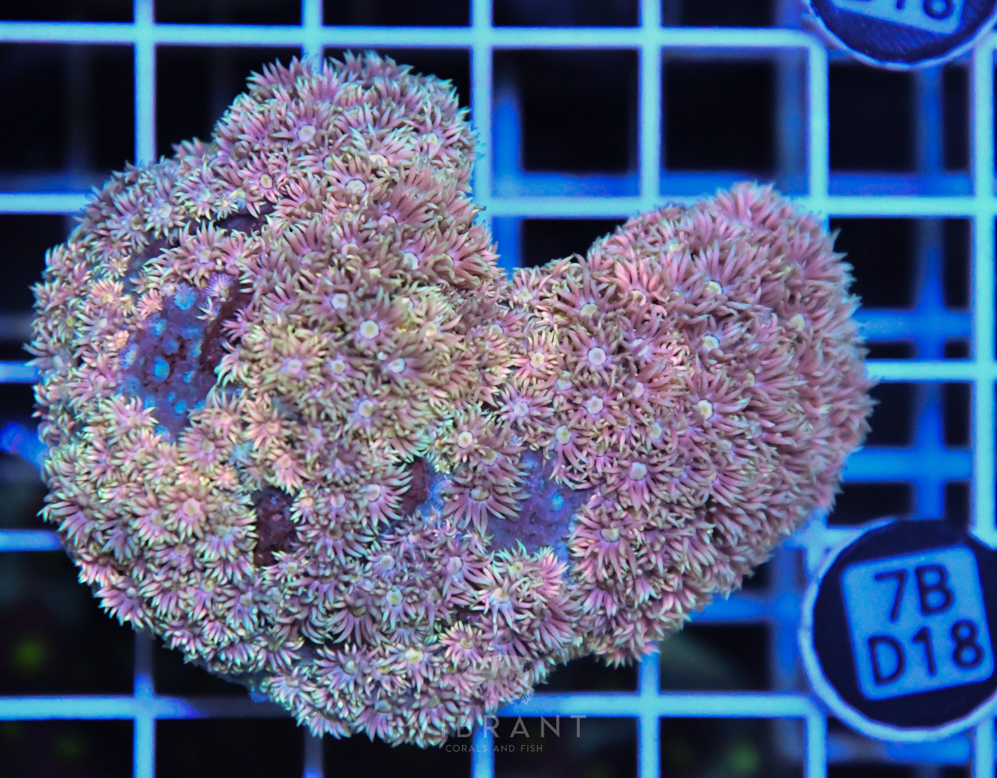 Goniopora  WAUS