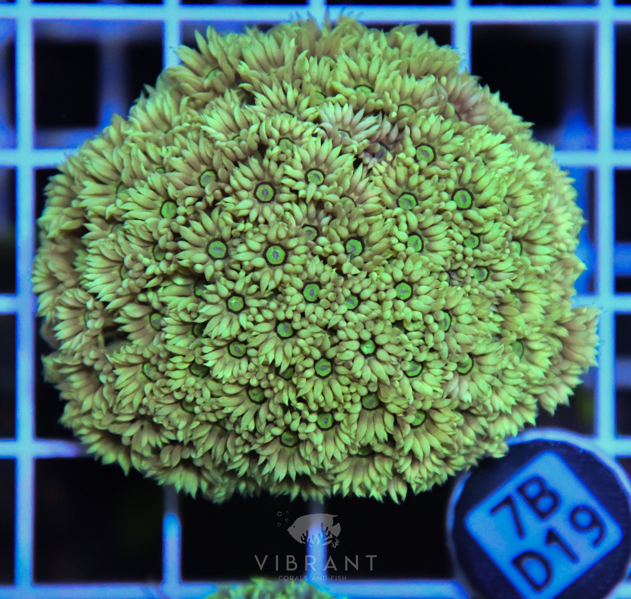 Goniopora  WAUS