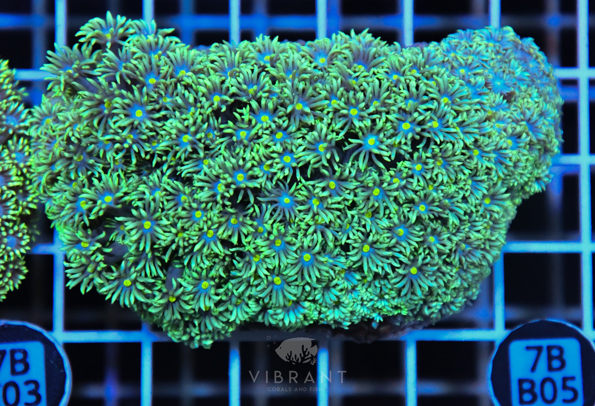 Goniopora  WAUS